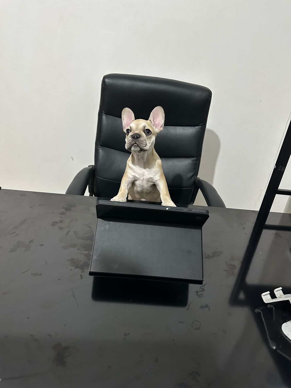 Foto de BENITO con microchip 990000012846231