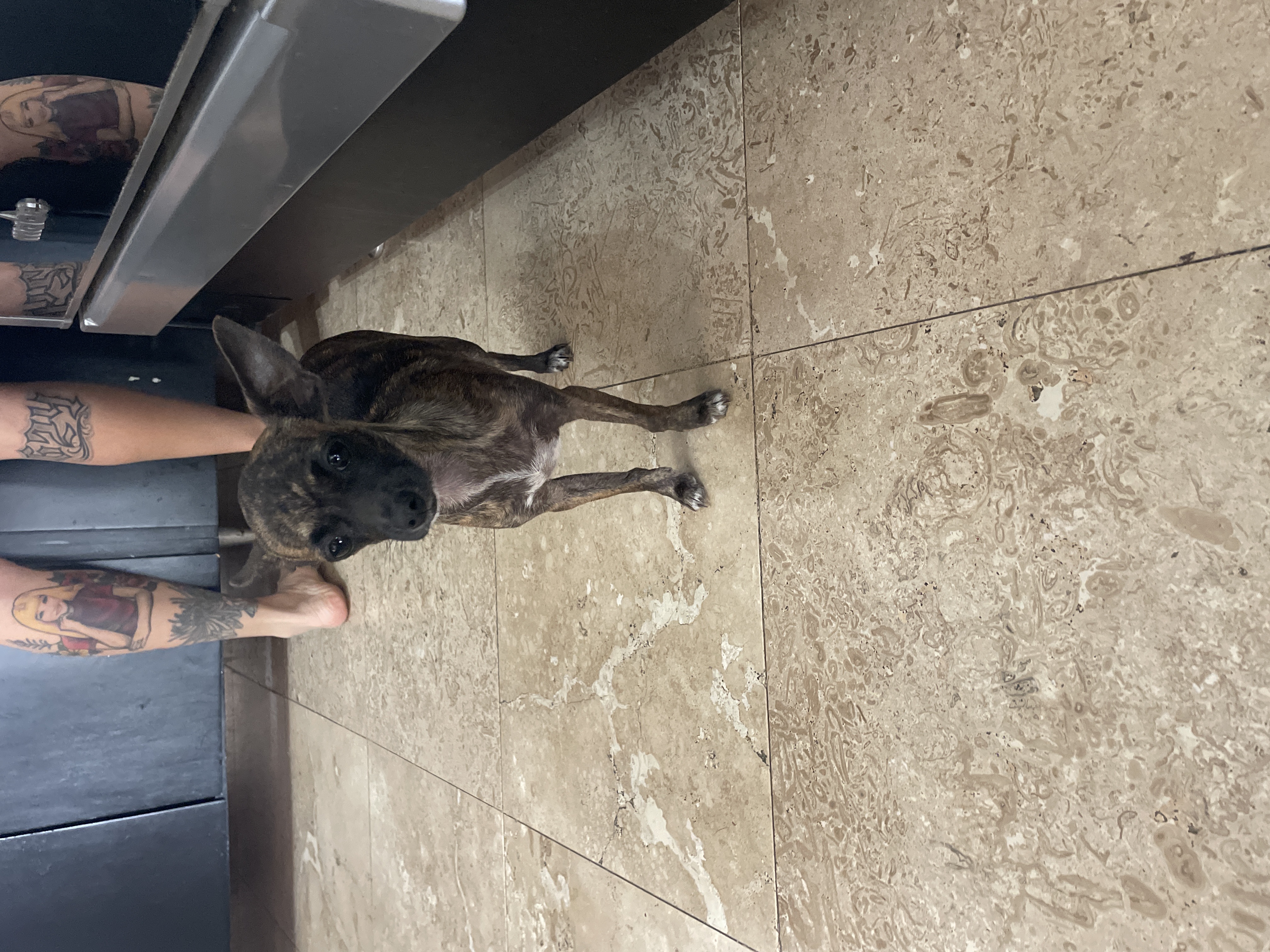 Foto de Pepe con microchip 990000012839915