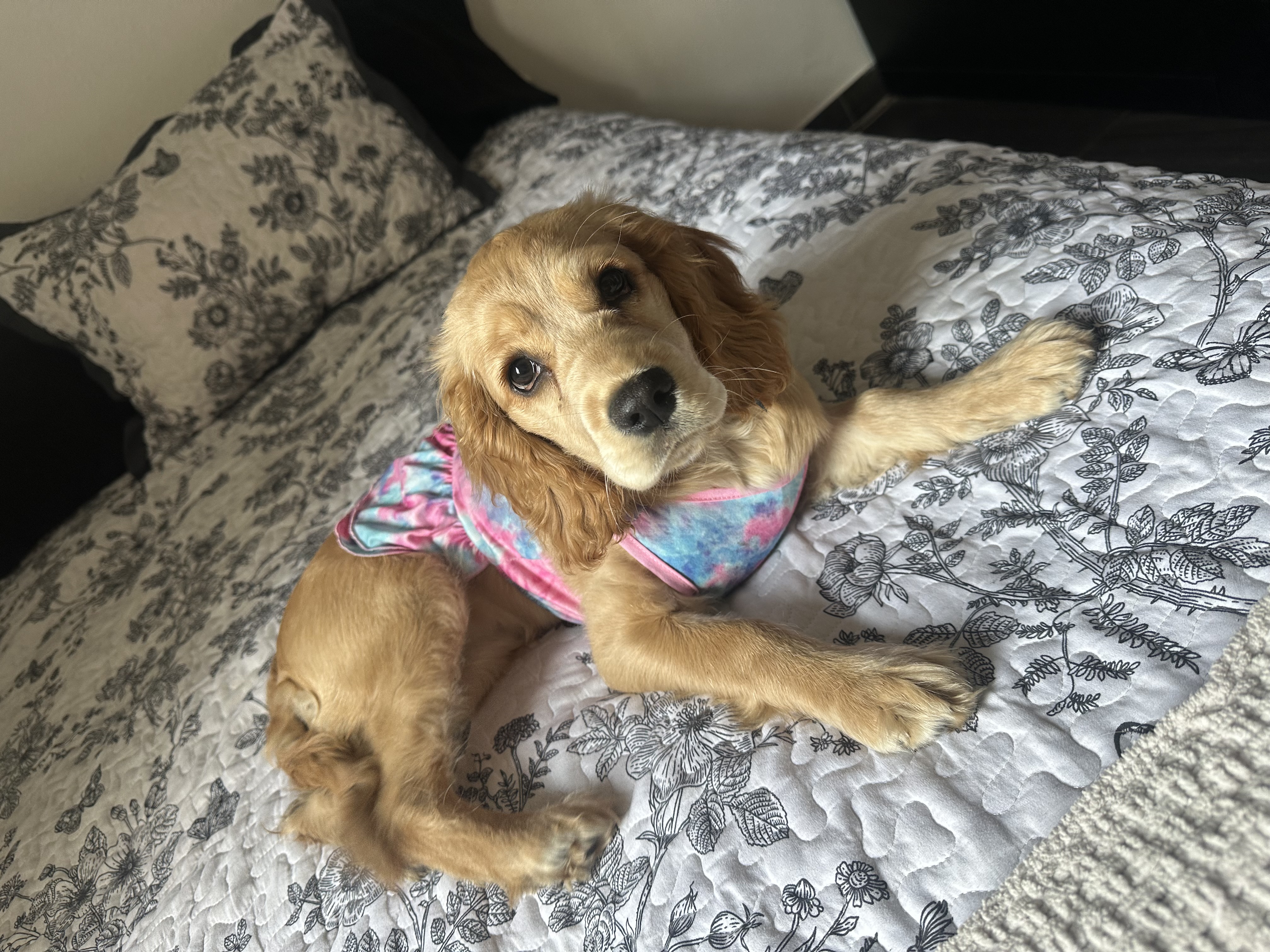 Foto de Lady con microchip 990000012838538