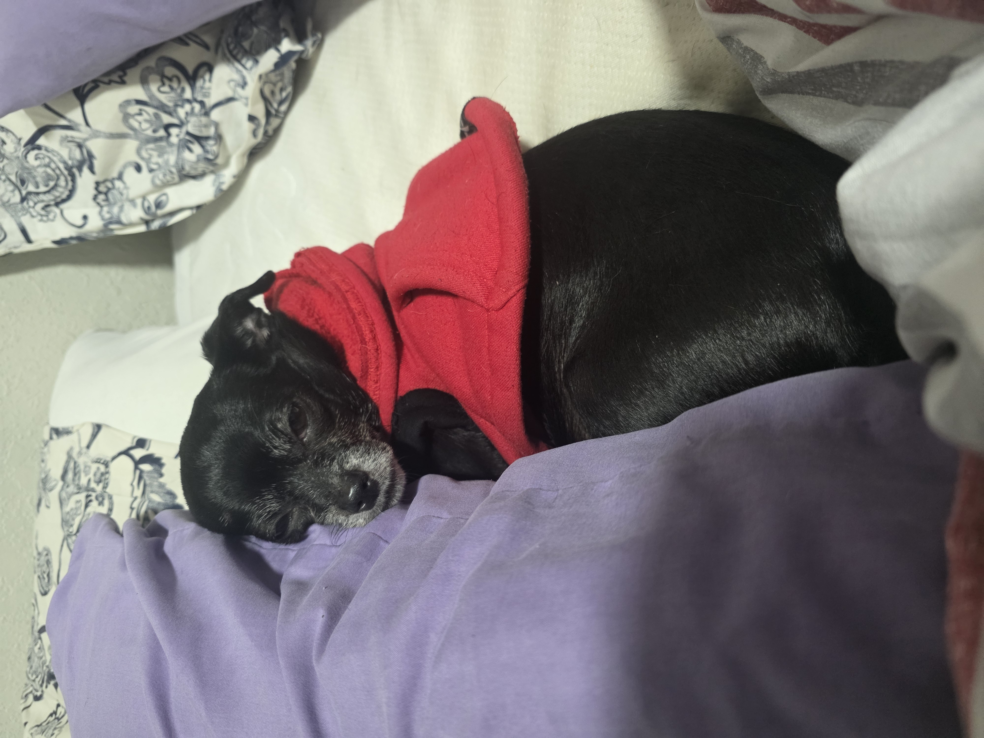 Foto de tiwi con microchip 900164004024622