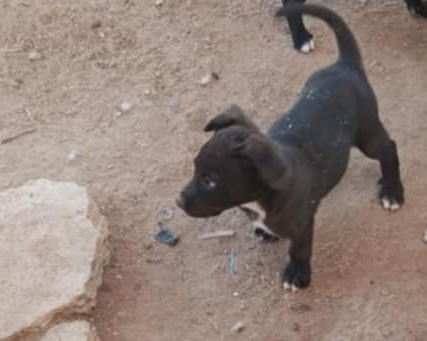 Foto de Smoky con microchip 990000012840131