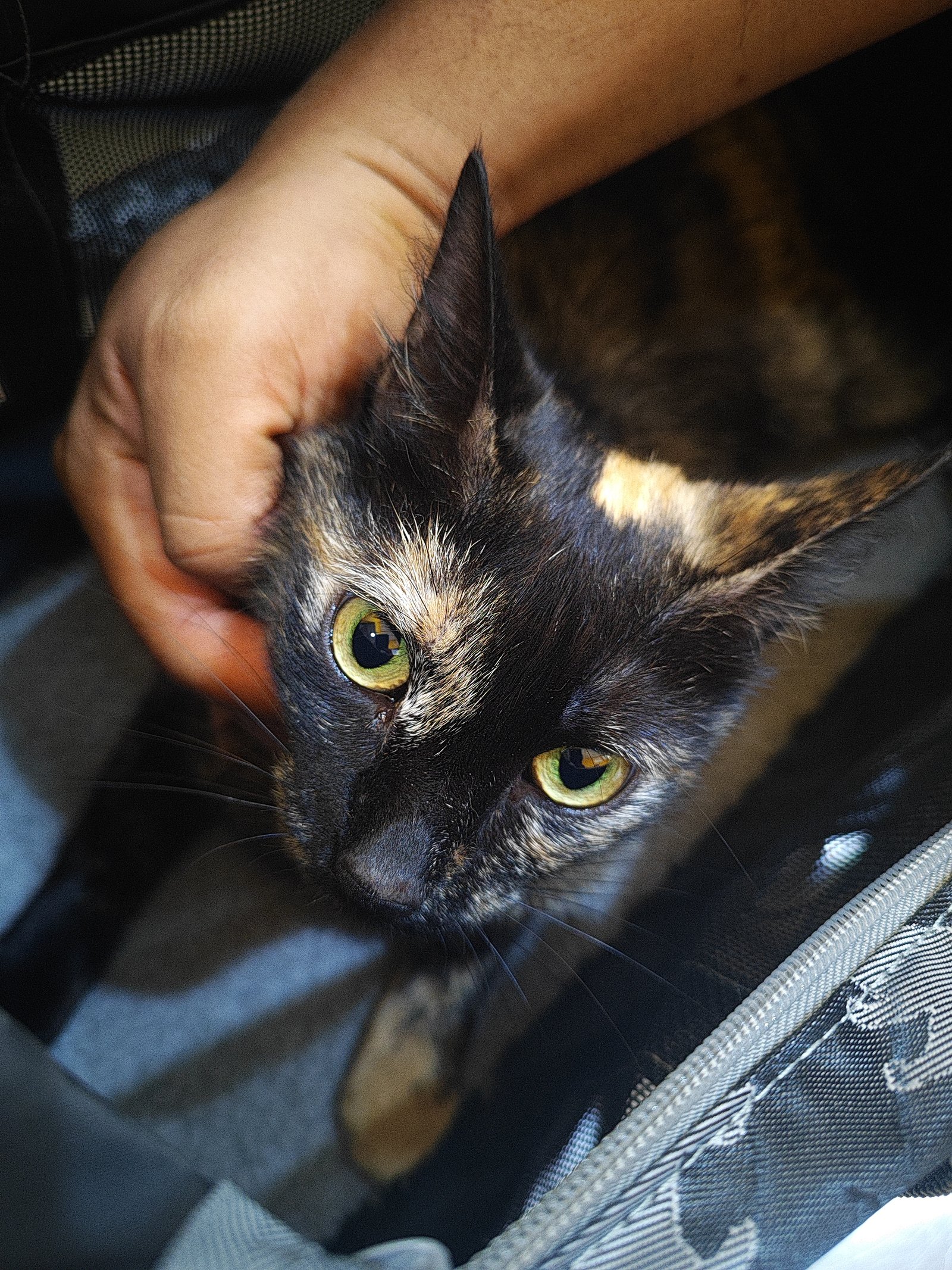 Foto de Yoshi G con microchip 990000012825384