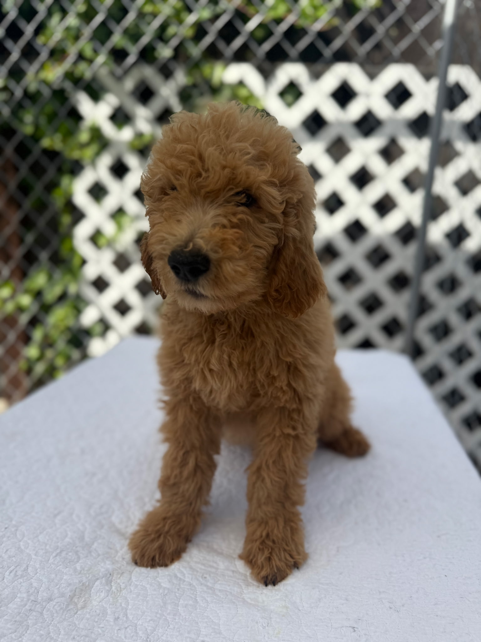 Foto de Benito con microchip 990000012849481