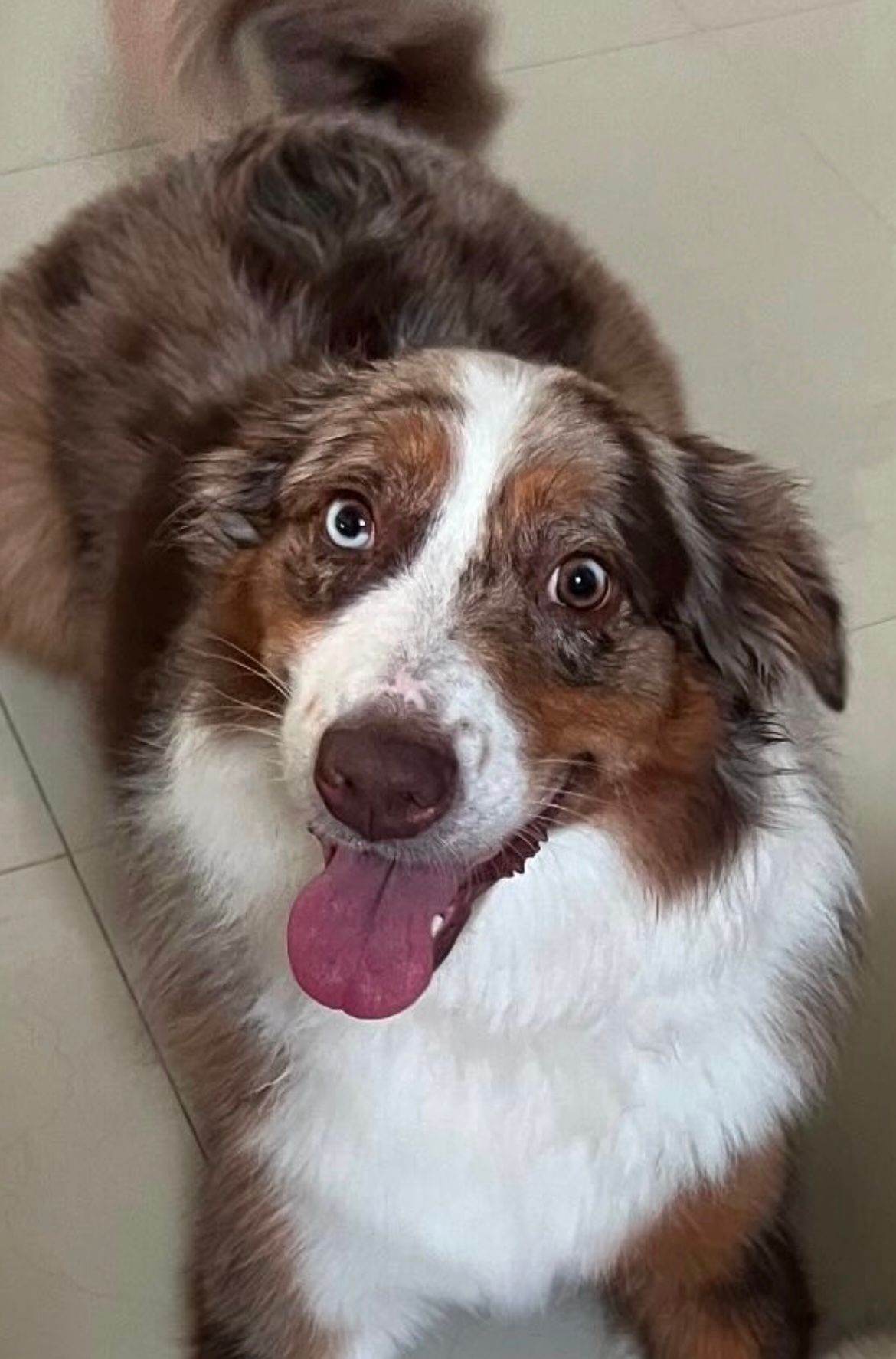Foto de EMMA con microchip 990000012838685