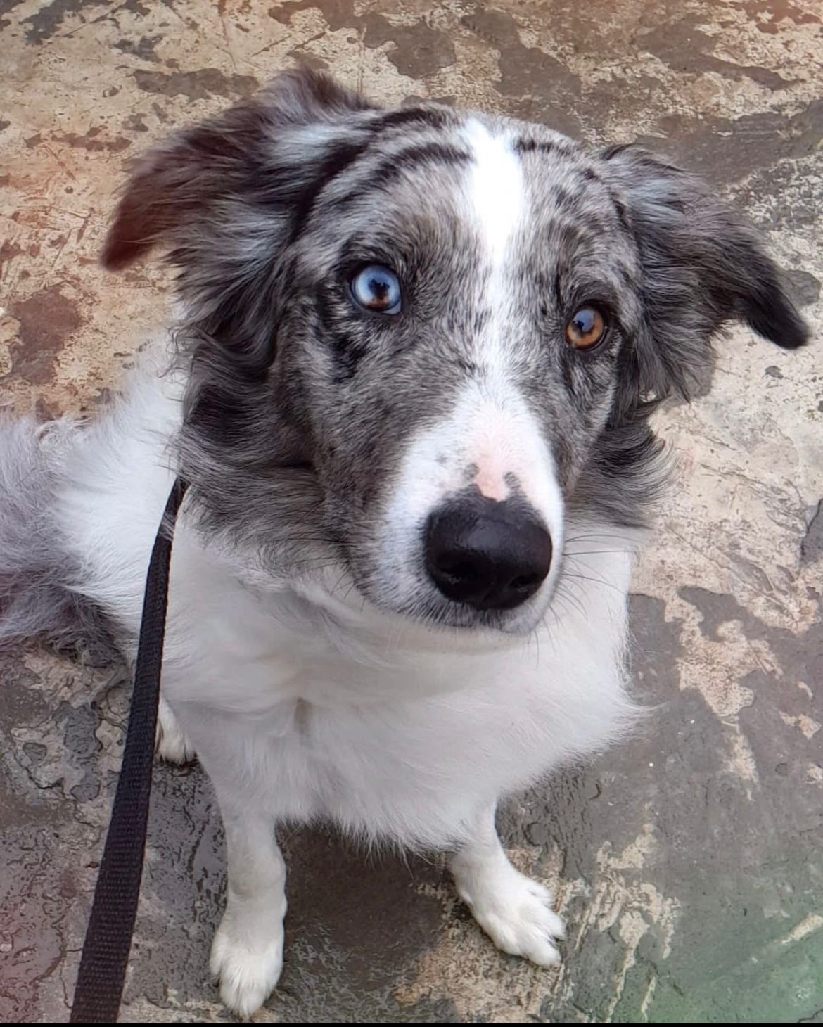 Foto de GORDO con microchip 990000012838688