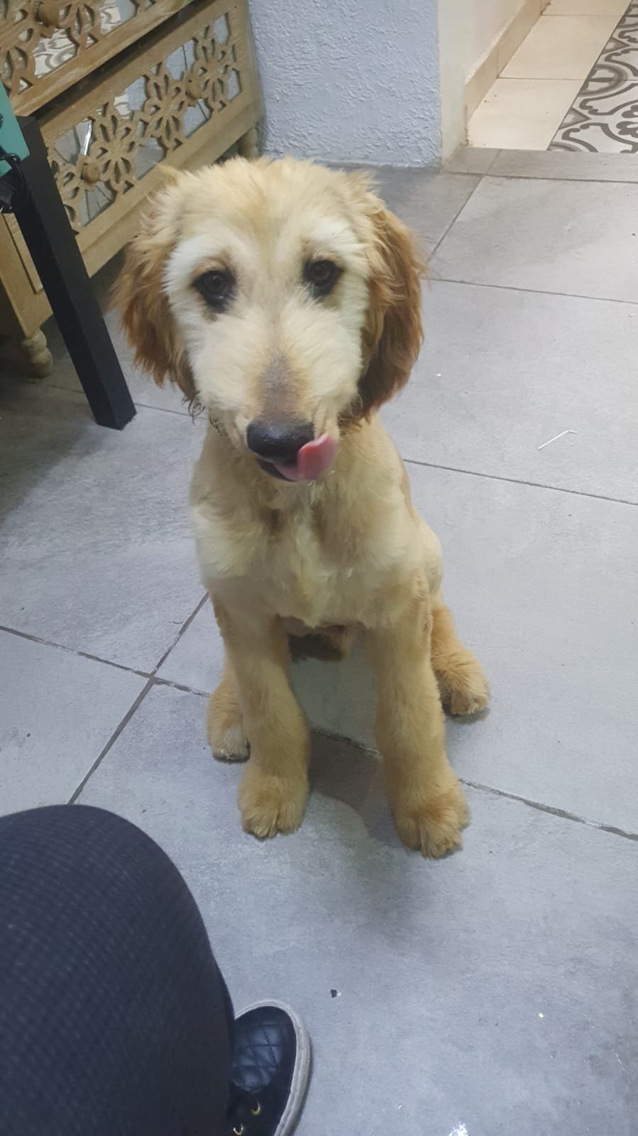 Foto de Floki con microchip 990000012835777