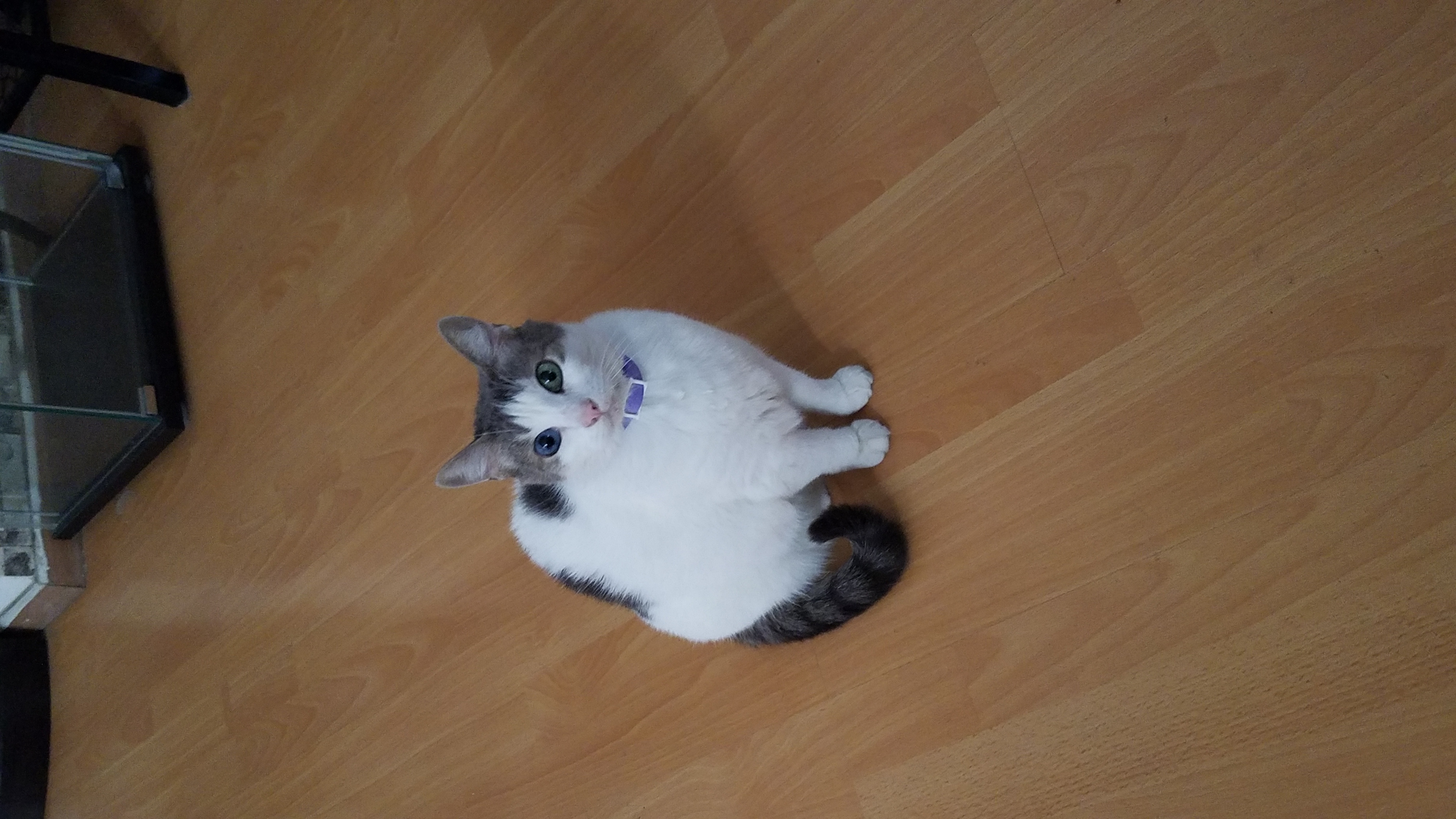 Foto de Puffis con microchip 990000012840146