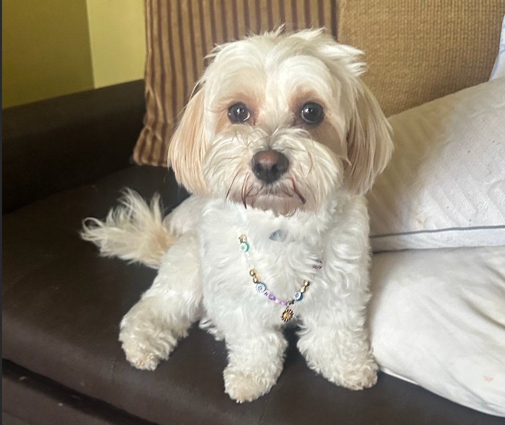Foto de Haru con microchip 990000012837388