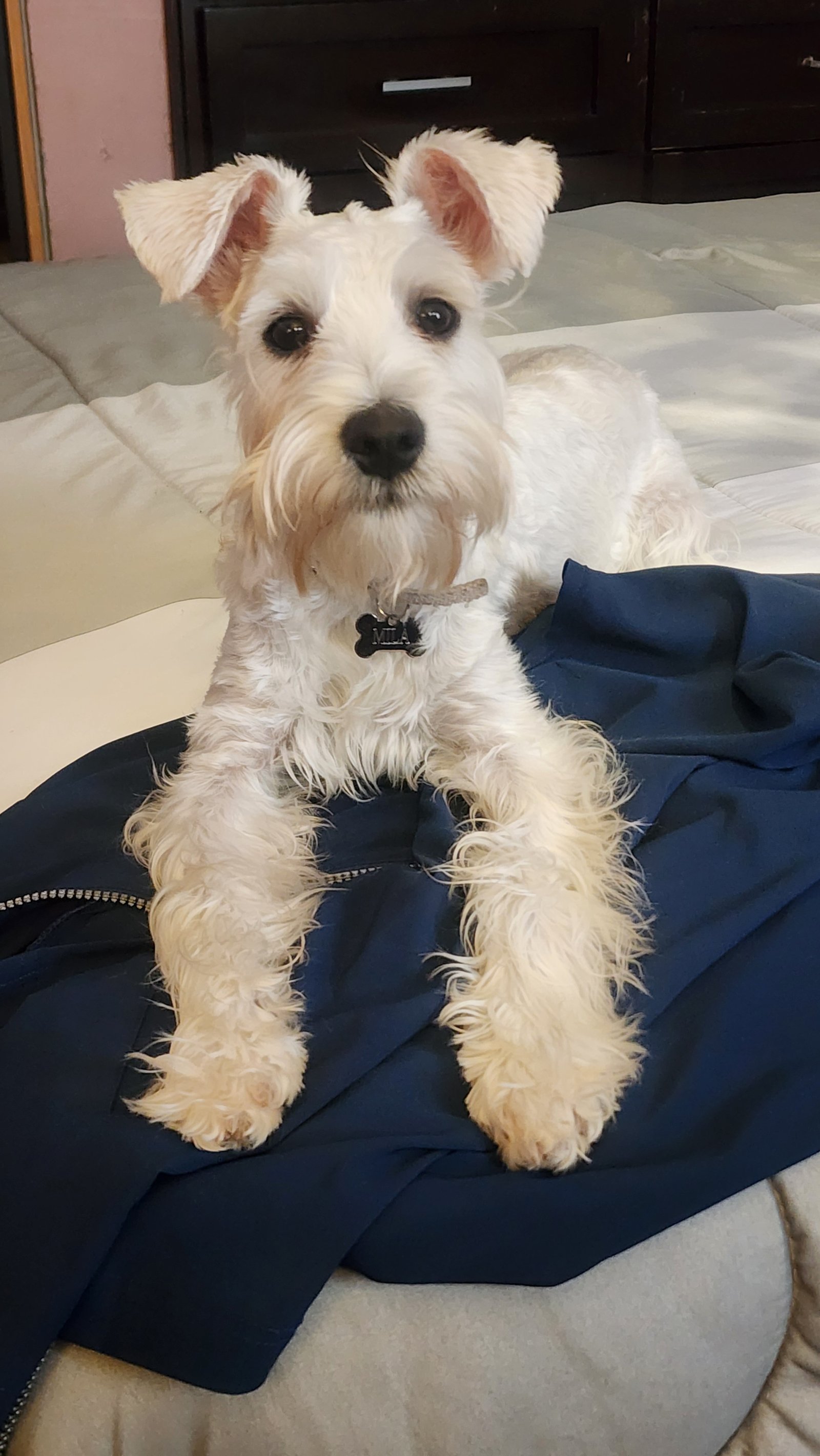 Foto de Mila con microchip 990000012839052