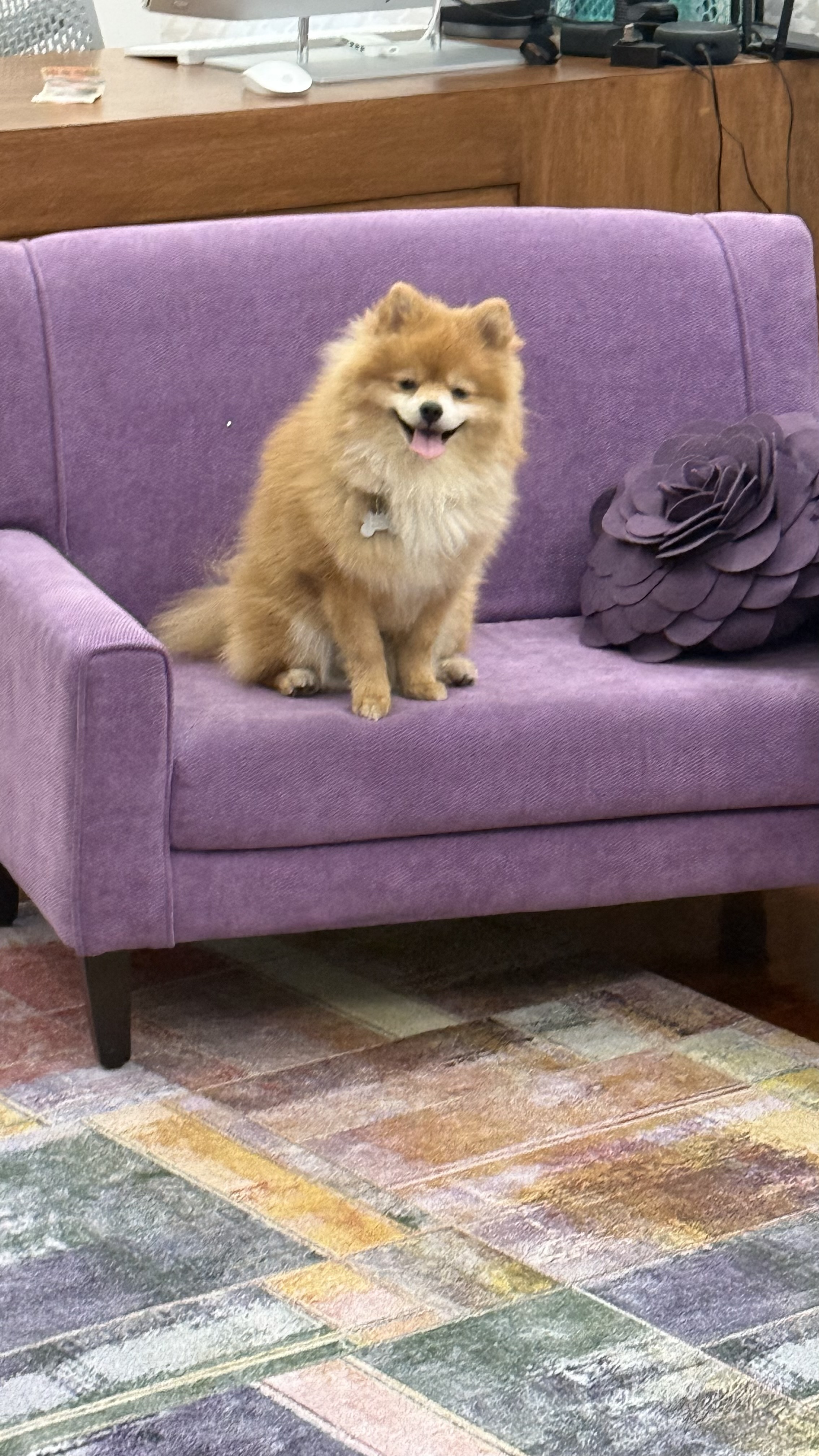 Foto de Kibo con microchip 990000012837090