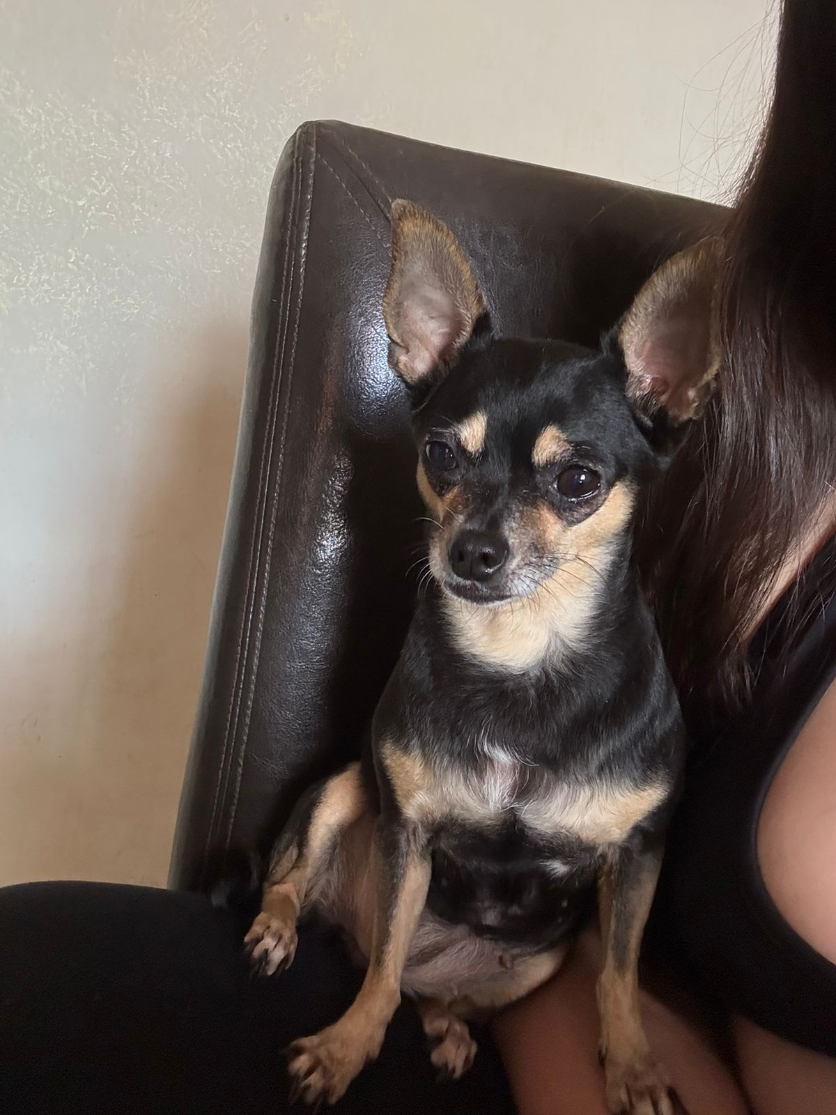 Foto de Chata con microchip 990000012847320