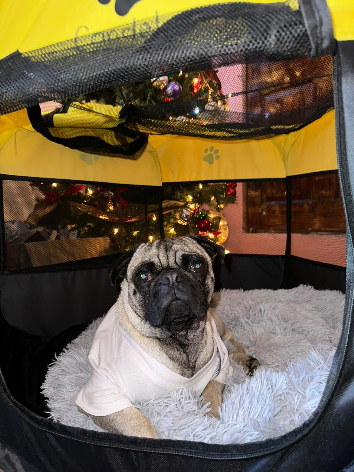 Foto de TIMMY CANDEL con microchip 990000014163155