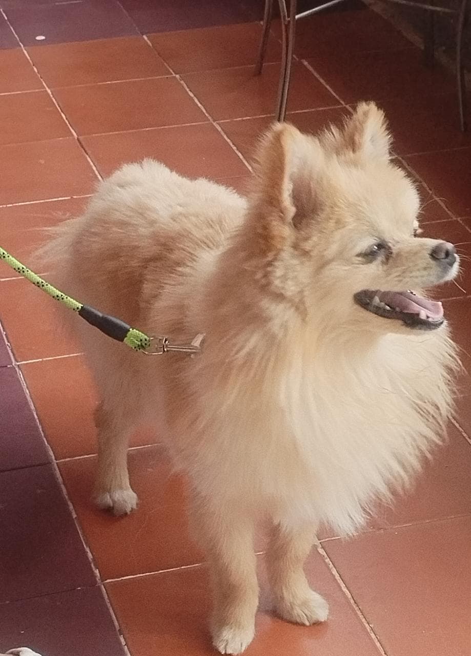 Foto de Canelo con microchip 990000012826731