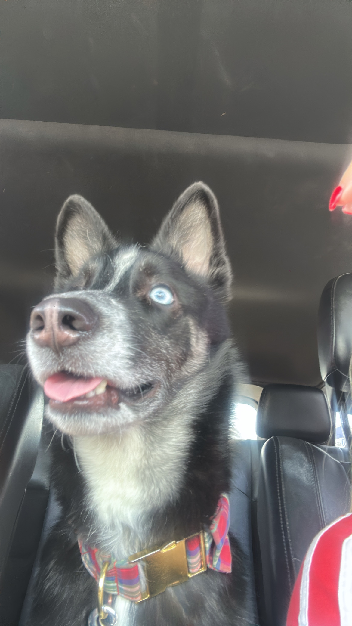 Foto de Ares con microchip 990000014110550