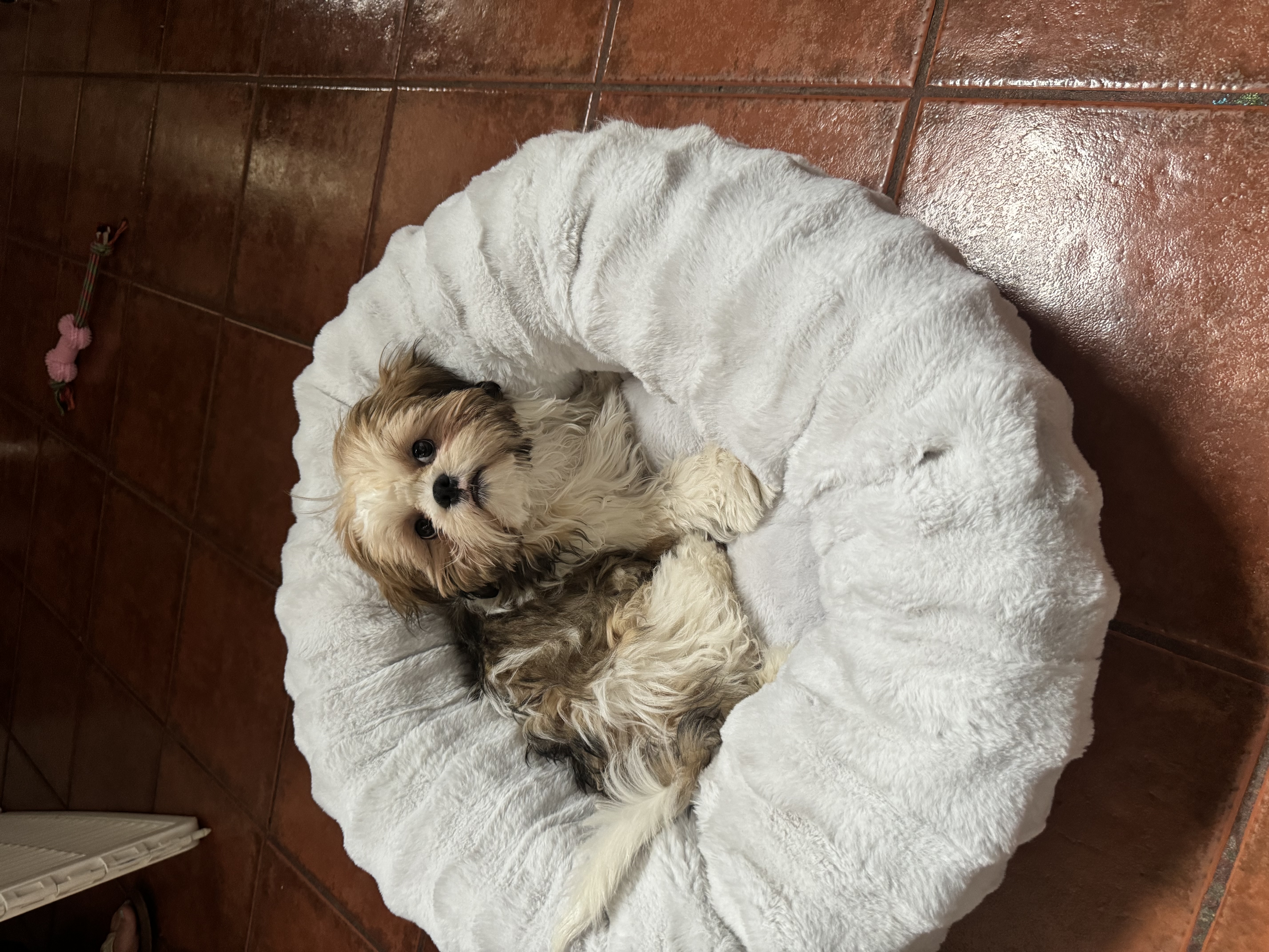 Foto de Mocha con microchip 990000012844880