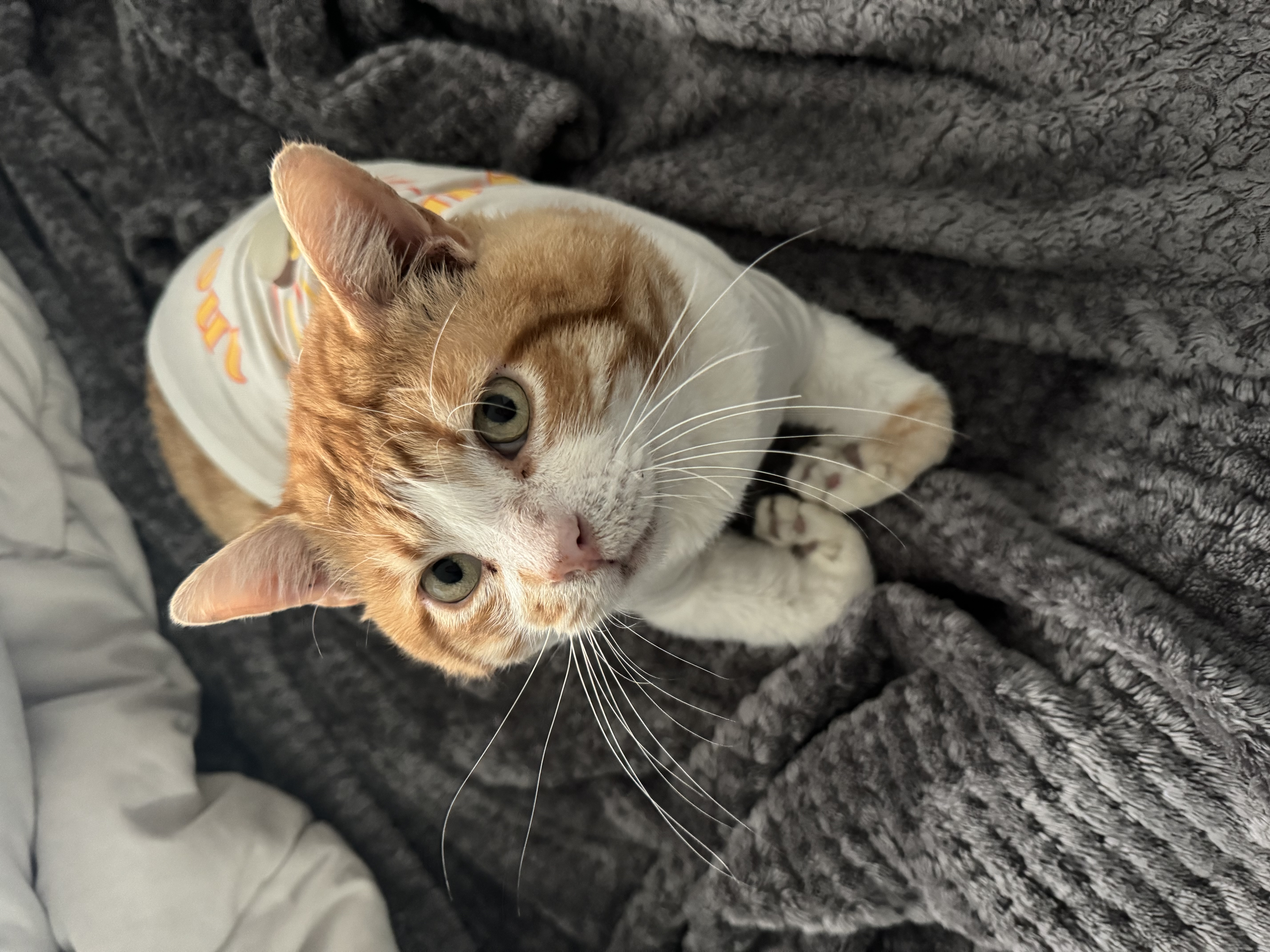 Foto de Mungi con microchip 990000012833853