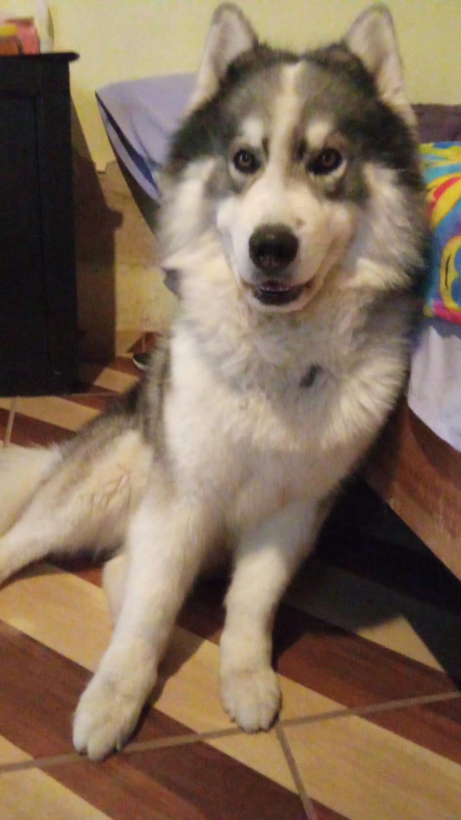 Foto de BRODY con microchip 990000012845693