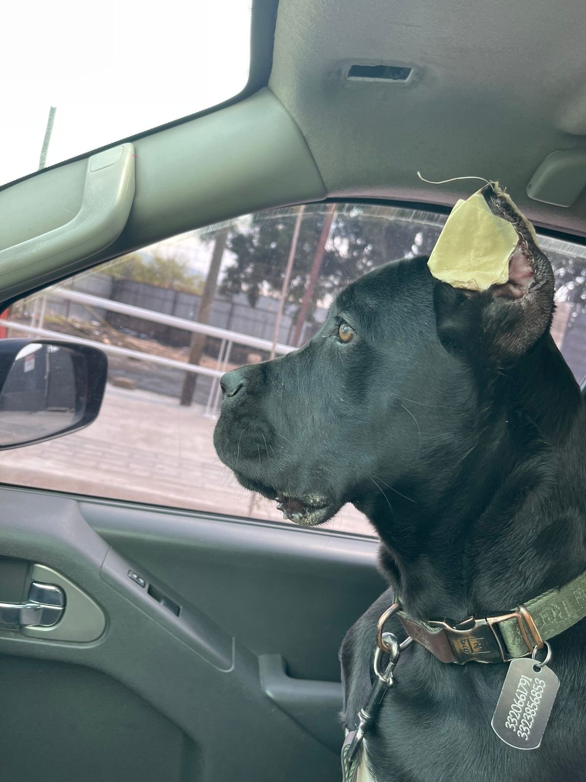 Foto de Rocco con microchip 990000014110156