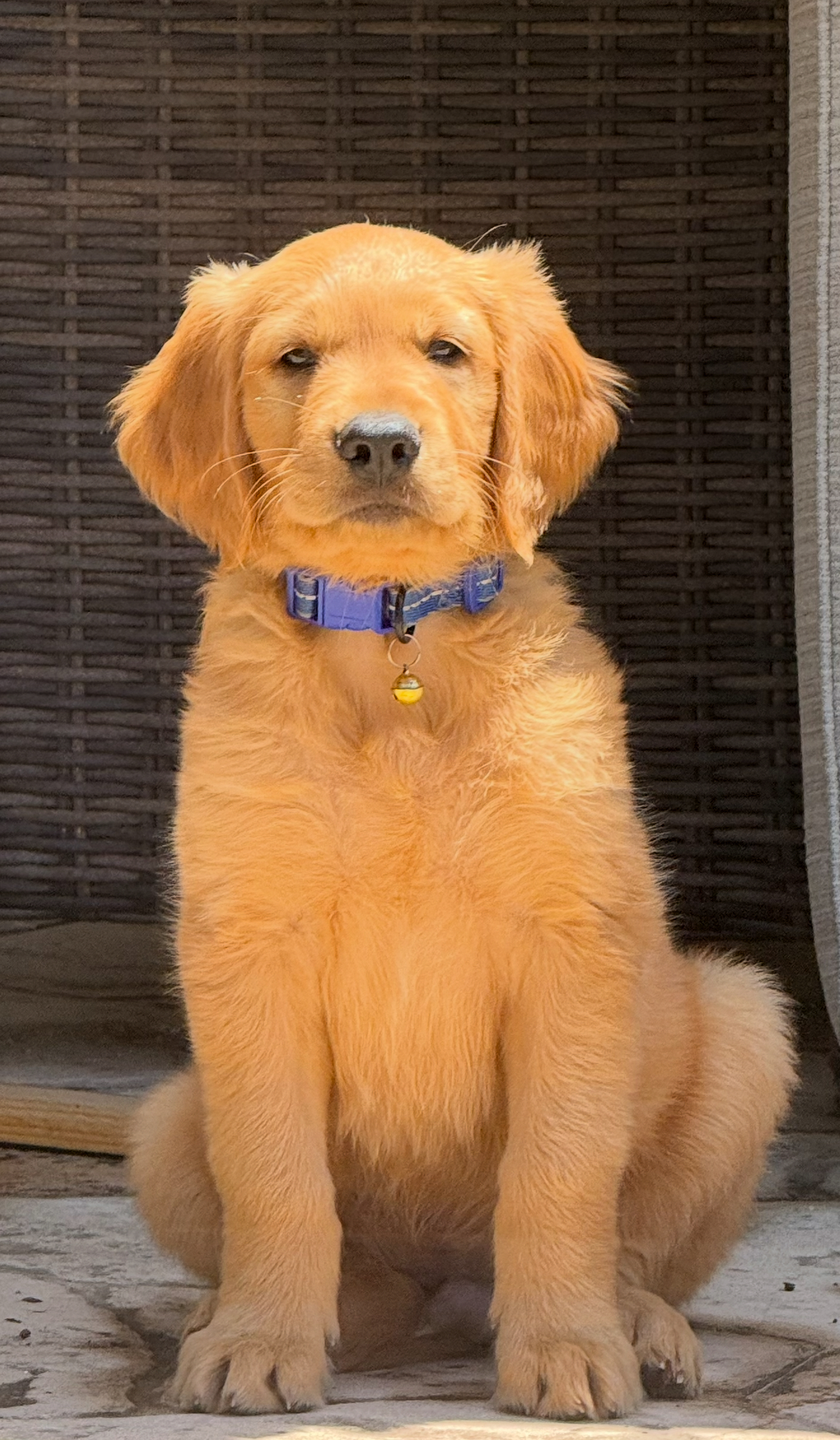 Foto de Tito con microchip 990000012834819