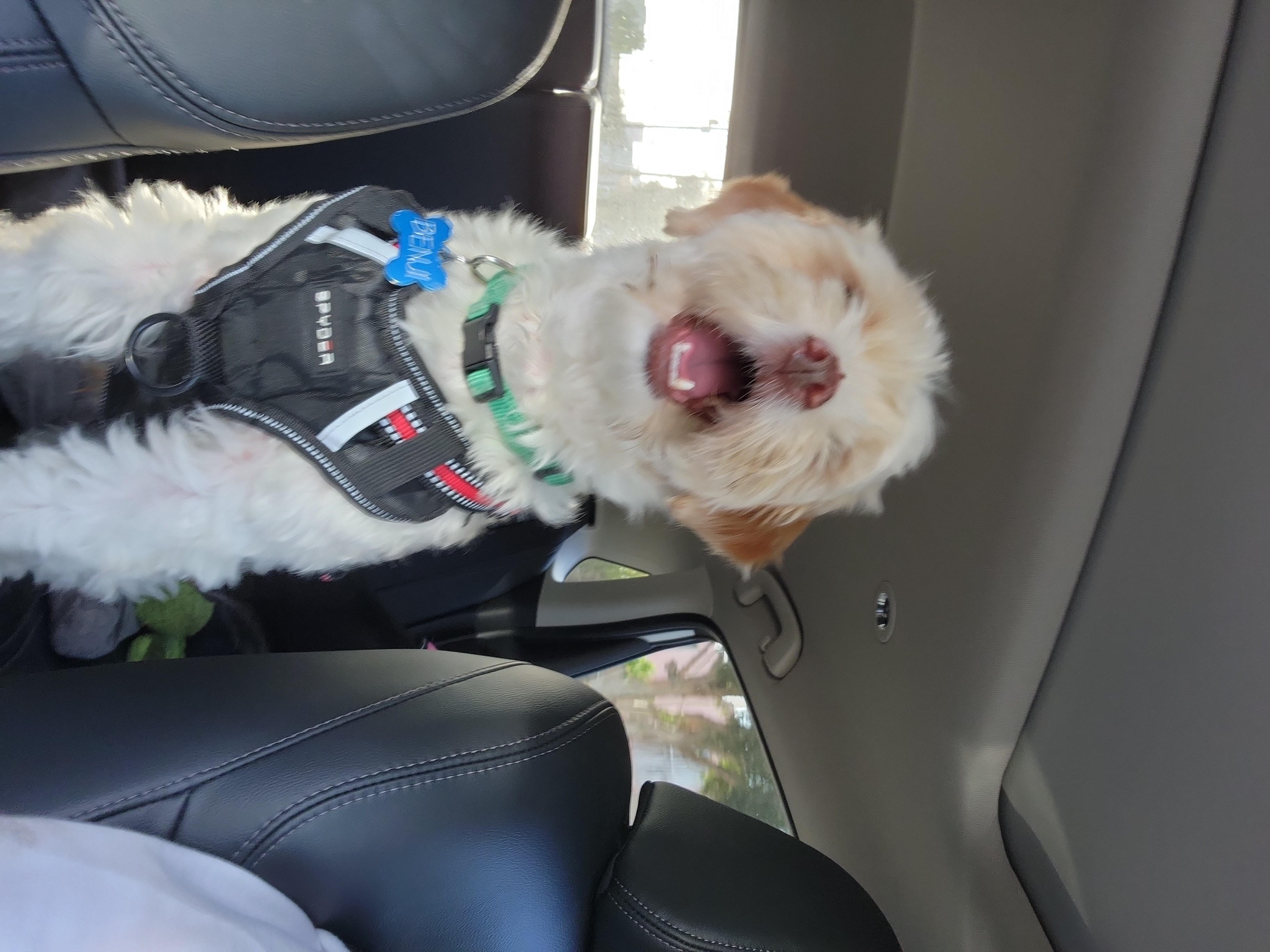 Foto de Benji con microchip 990000012848541