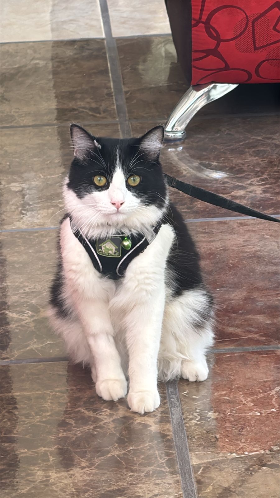 Foto de MUÑECO con microchip 990000012839937