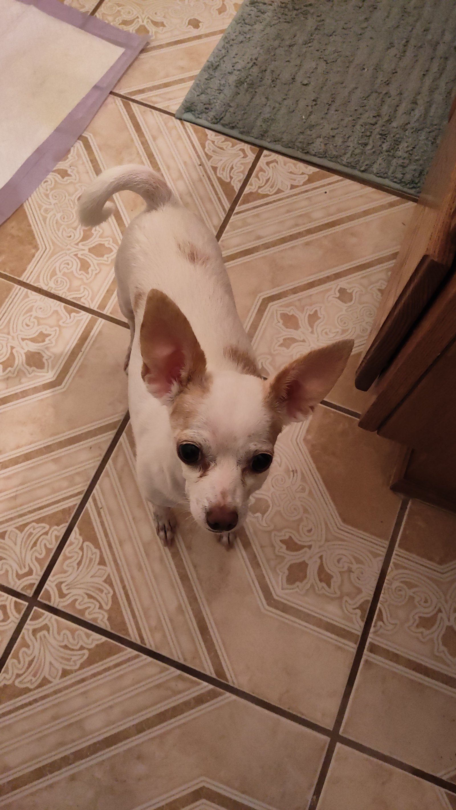 Foto de KEVIN con microchip 990000012826094