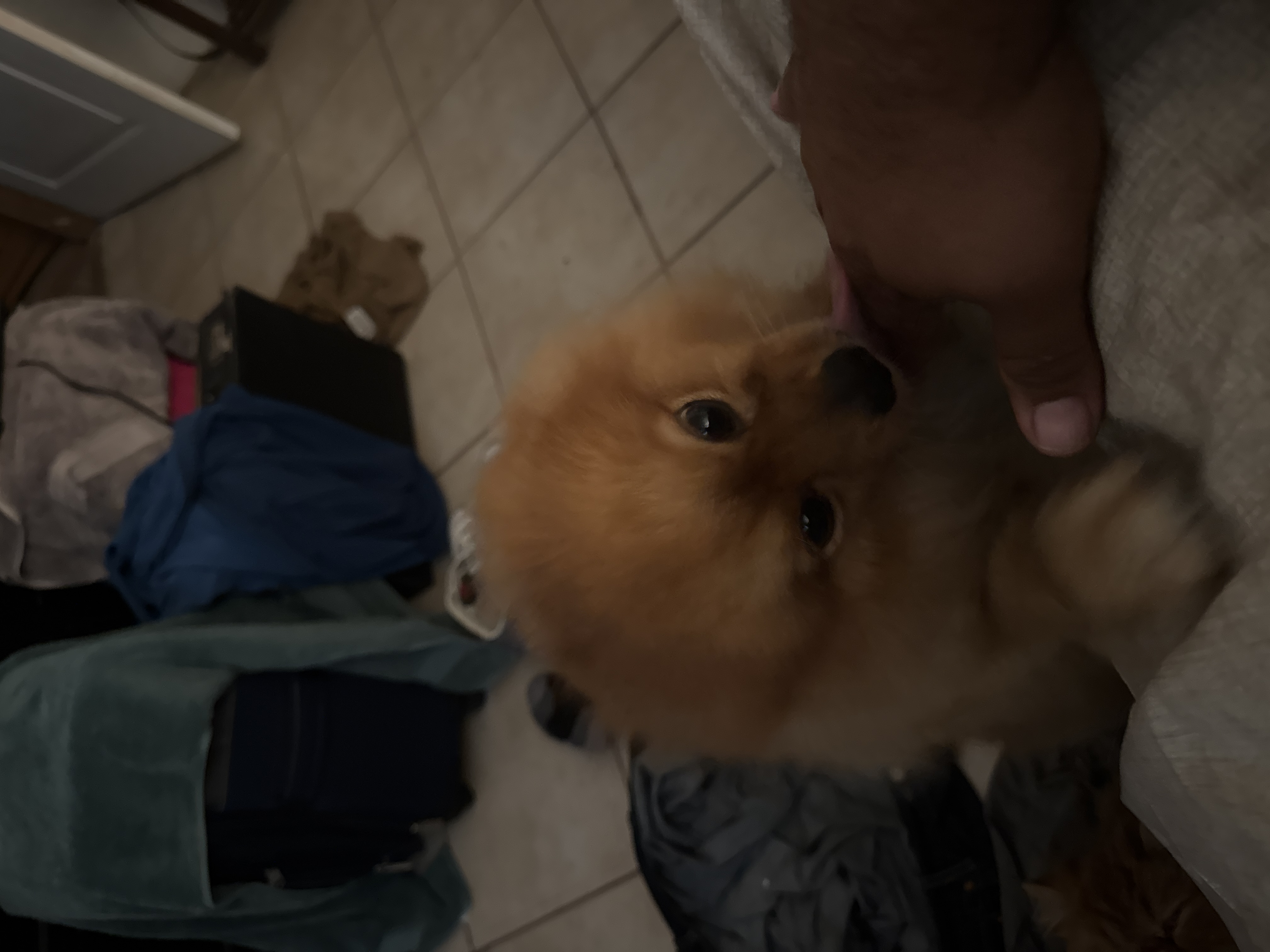 Foto de Alvin con microchip 990000012845070