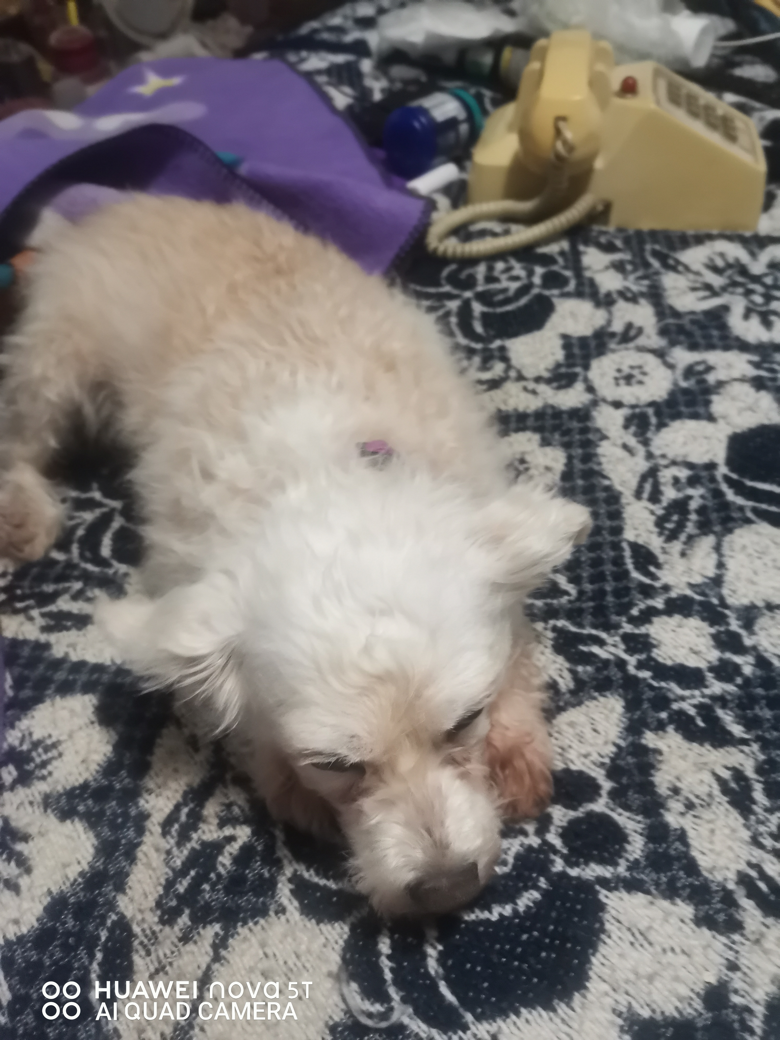 Foto de May con microchip 990000012834415