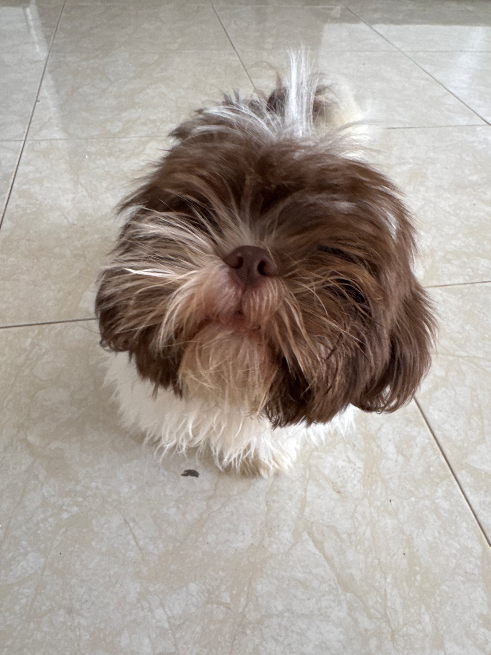 Foto de Bingo con microchip 990000012844055