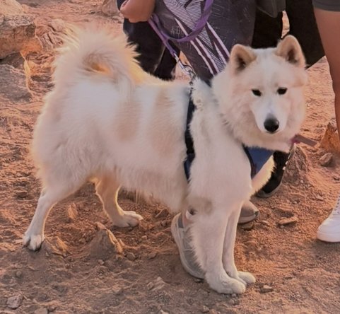 Foto de Skady con microchip 990000012840493