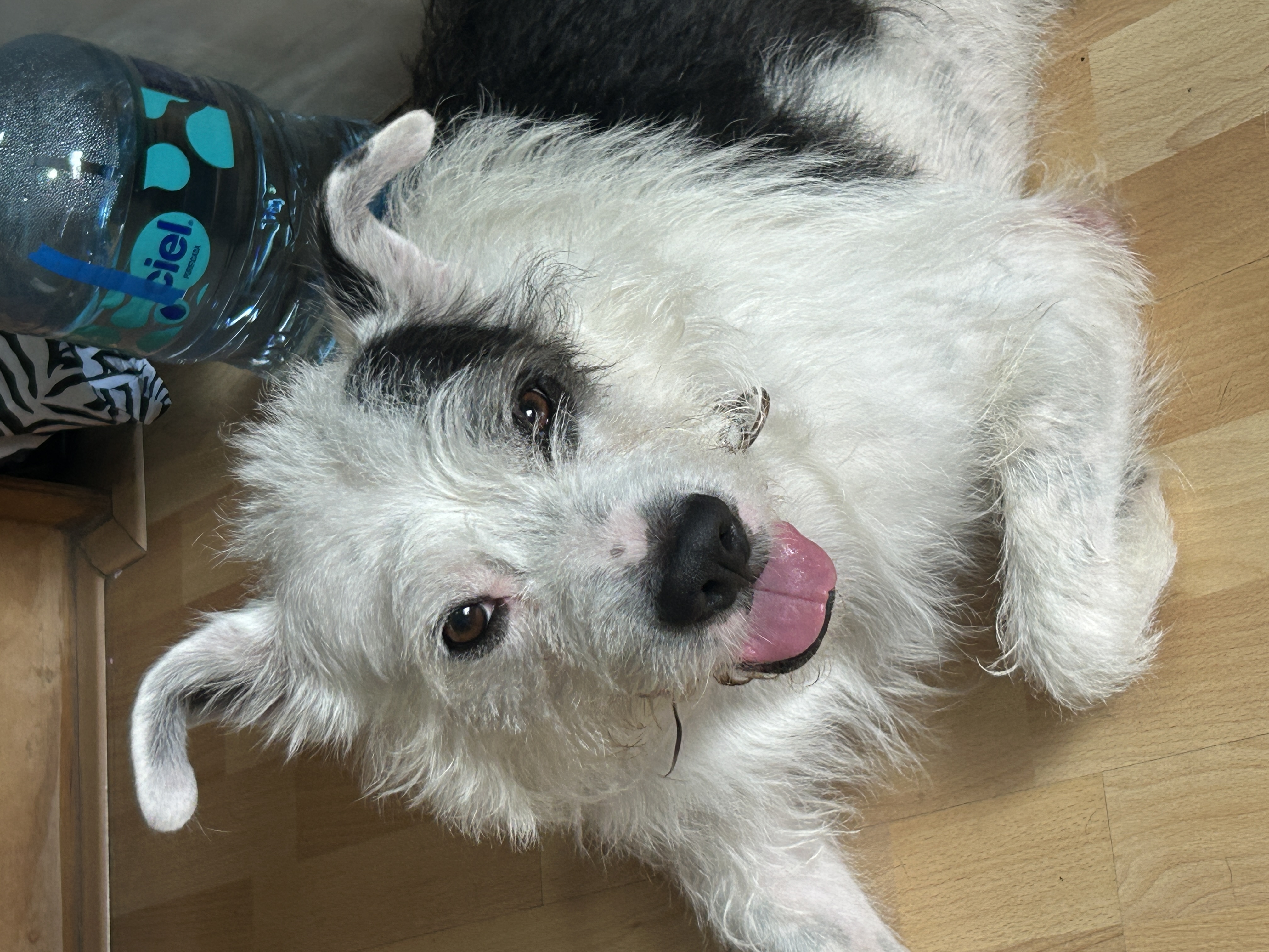 Foto de Romario con microchip 990000012840730