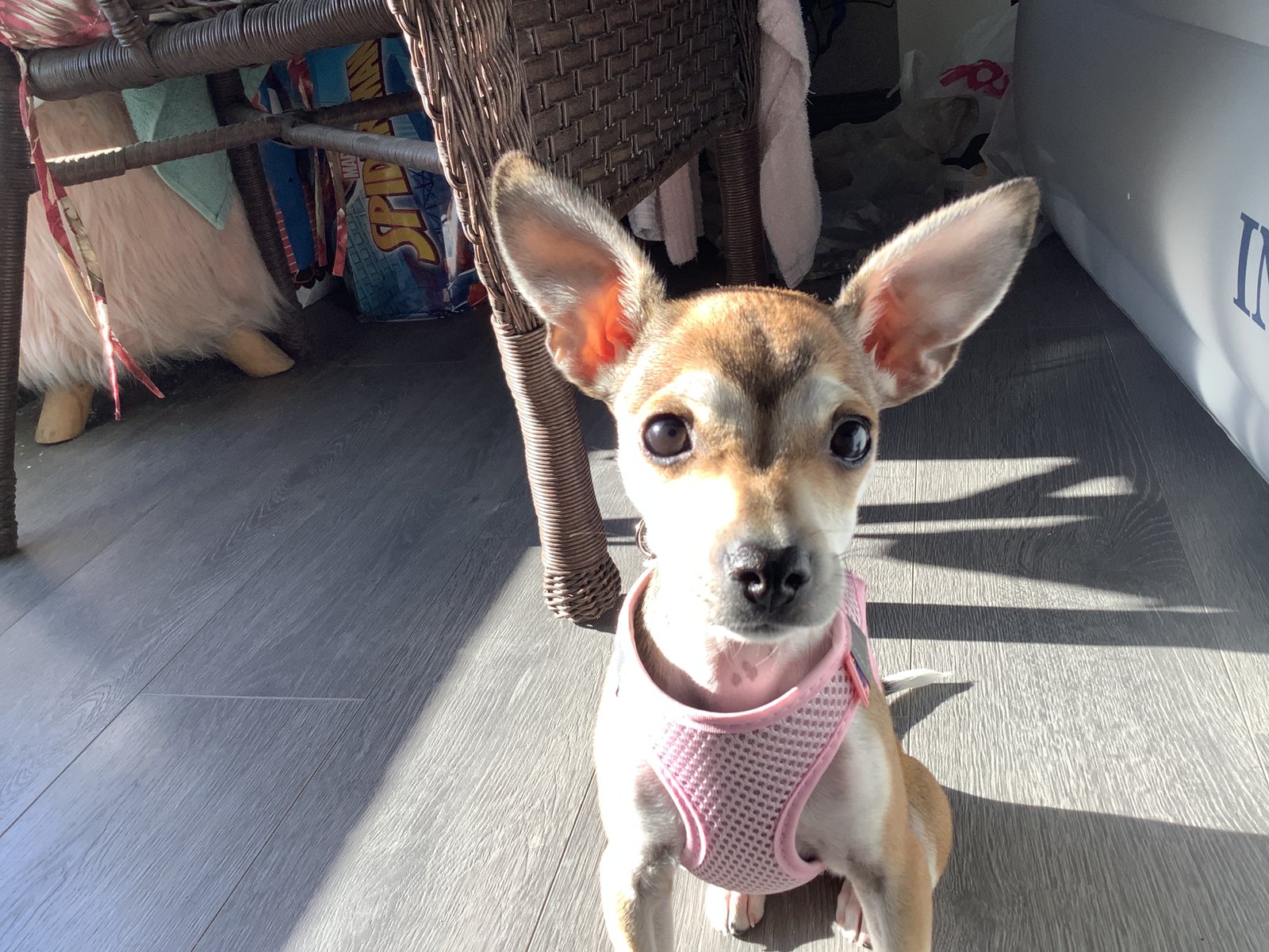 Foto de Lola con microchip 990000012834463