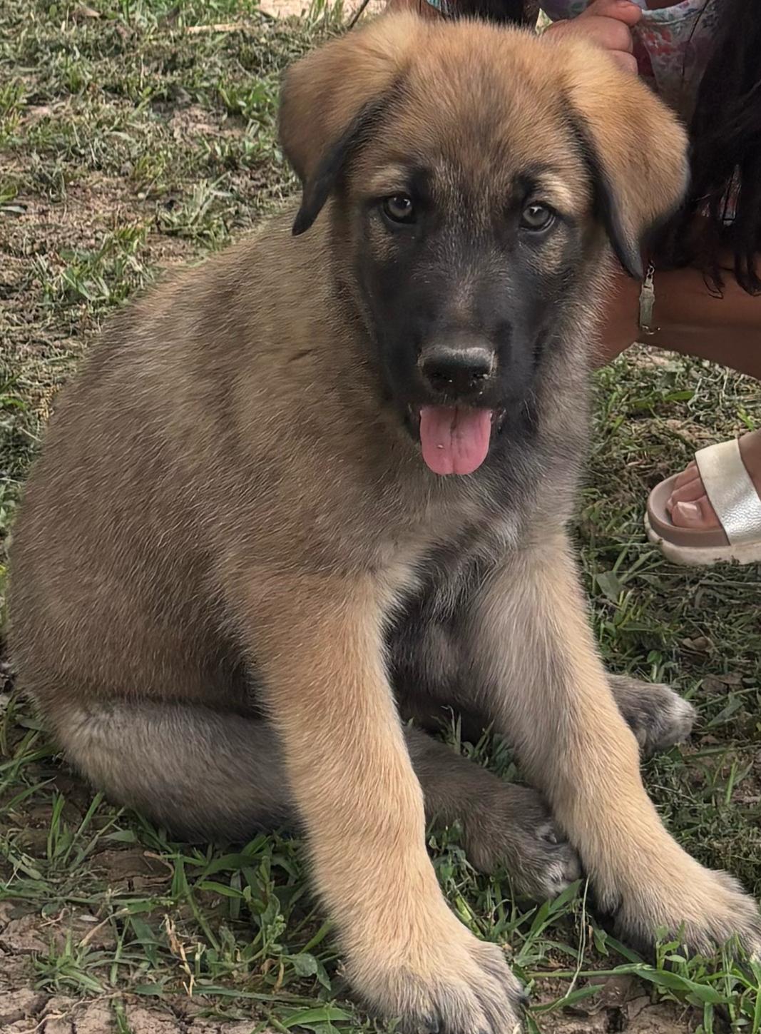 Foto de Hércules con microchip 990000012836601