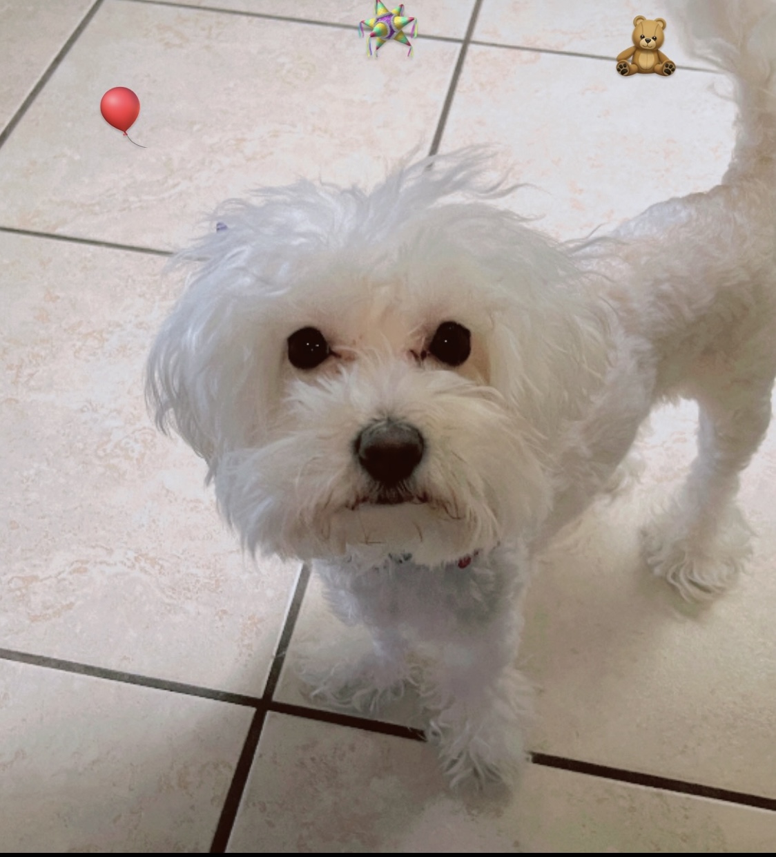 Foto de Kiki con microchip 990000014165248