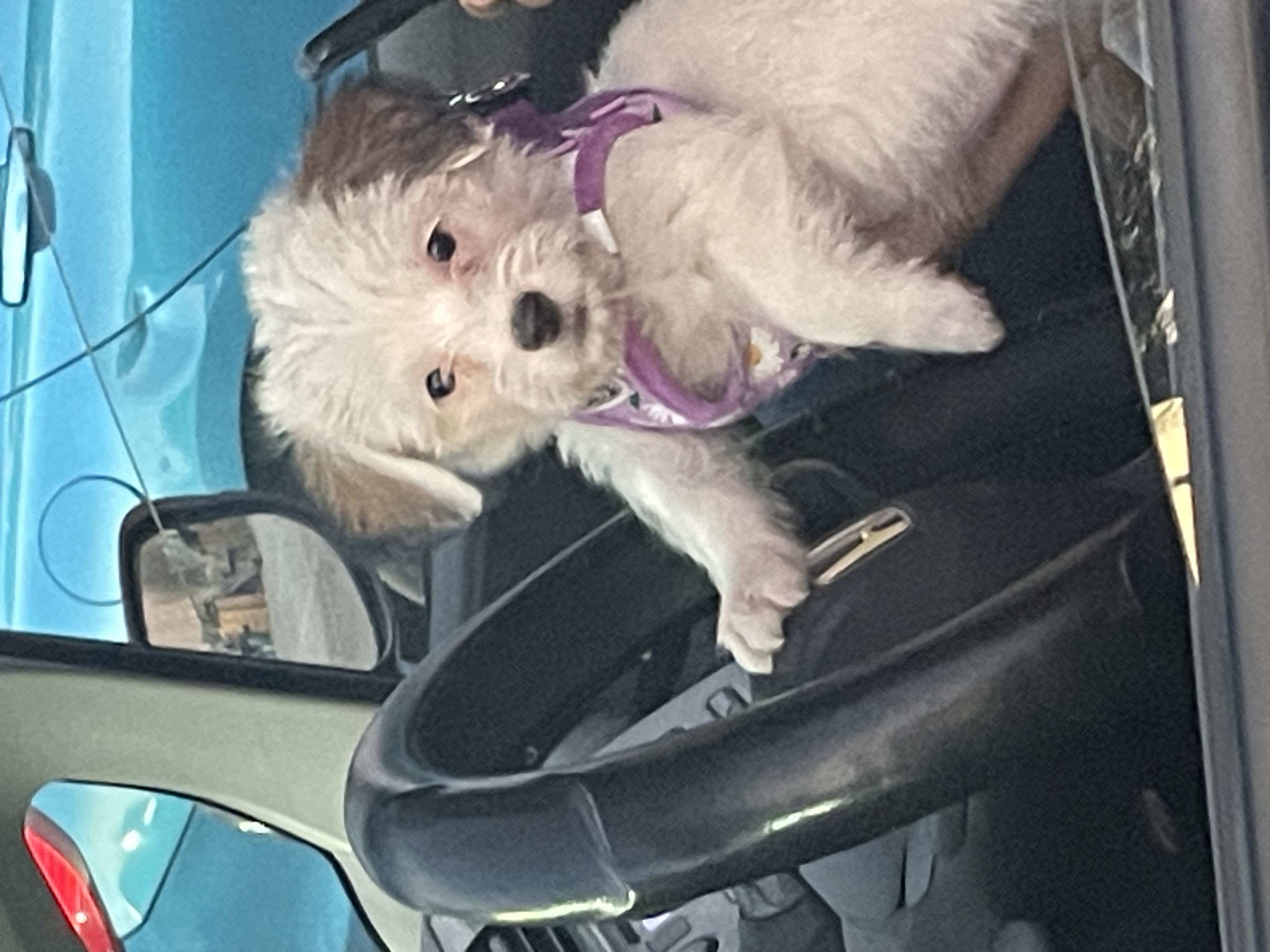 Foto de Kumi con microchip 990000012849270
