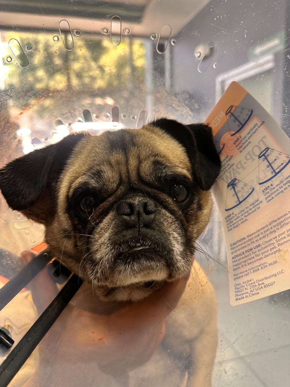 Foto de MINGO con microchip 990000012842894