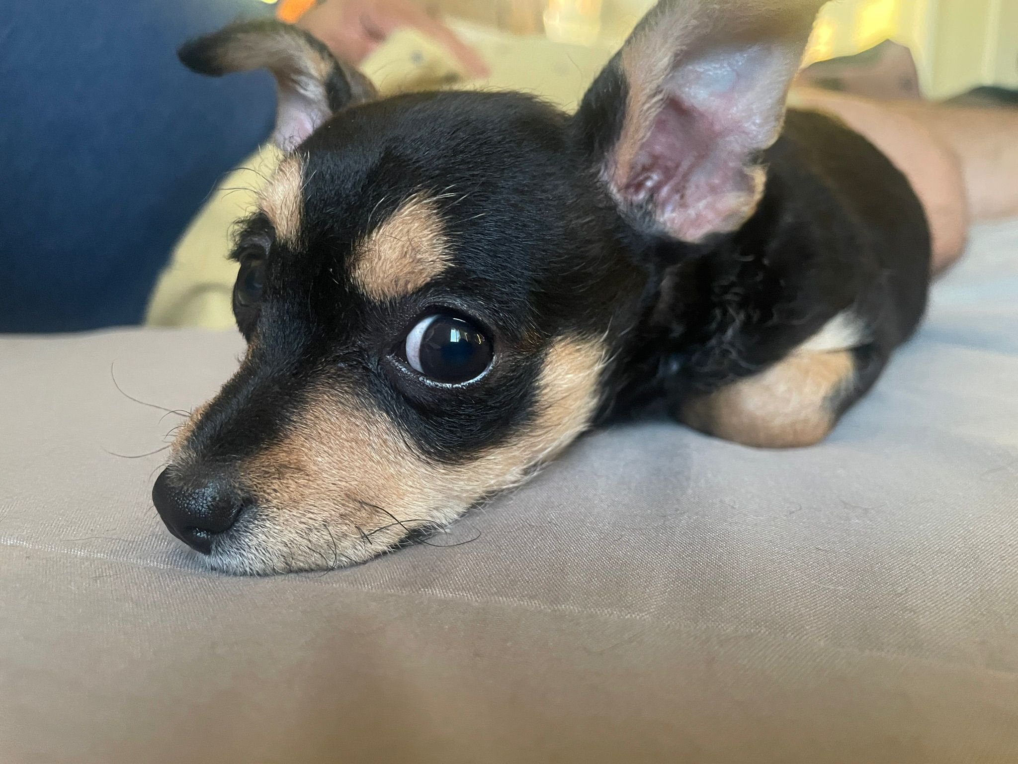 Foto de Laia con microchip 990000014164453
