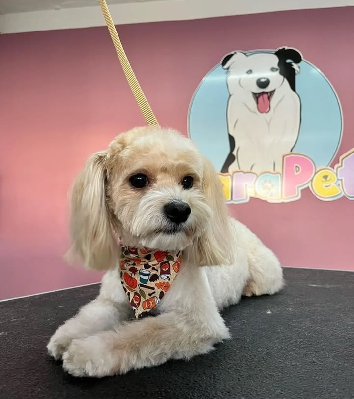 Foto de Rocky con microchip 990000012843493