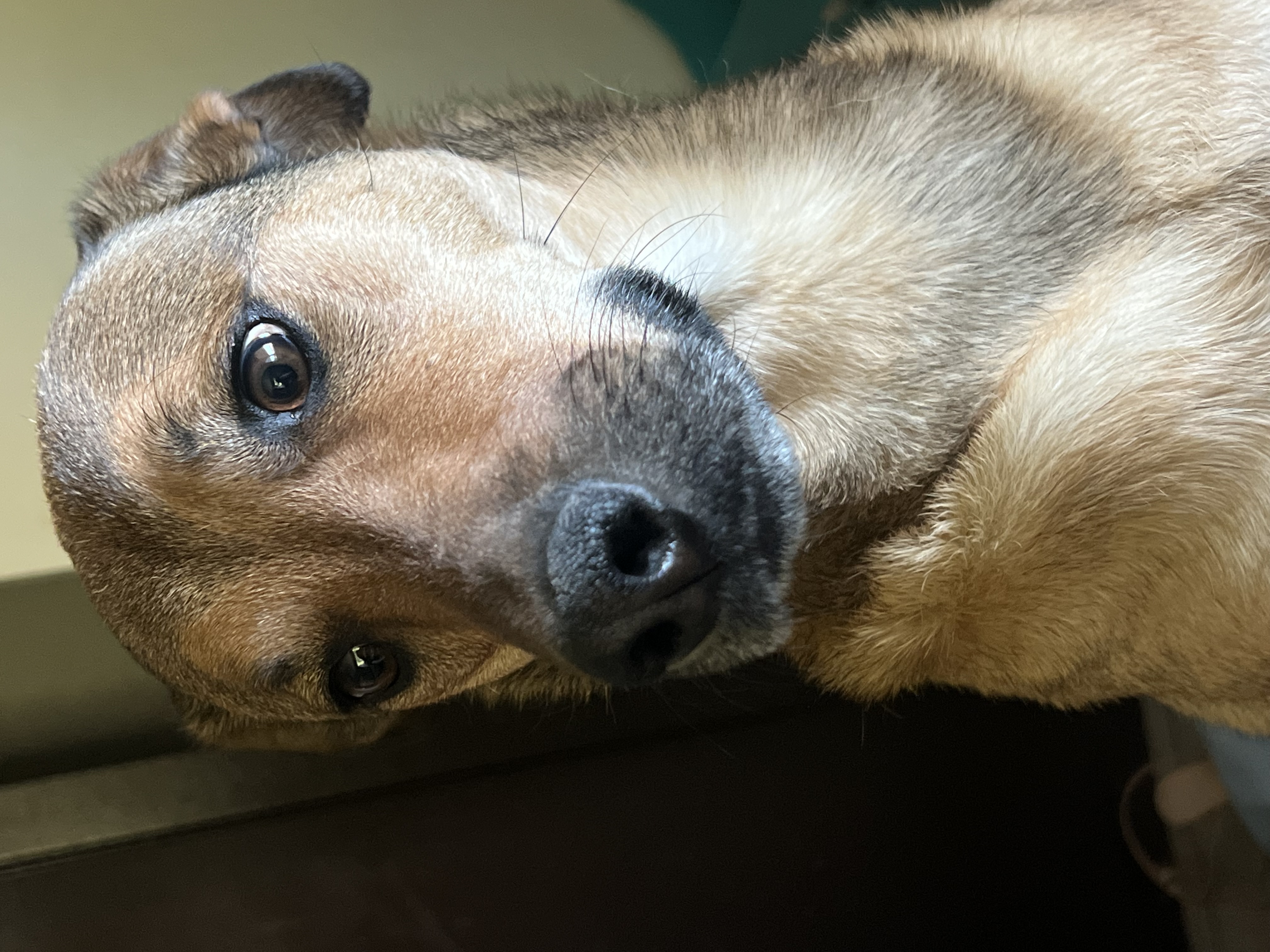 Foto de Byron con microchip 990000012849506