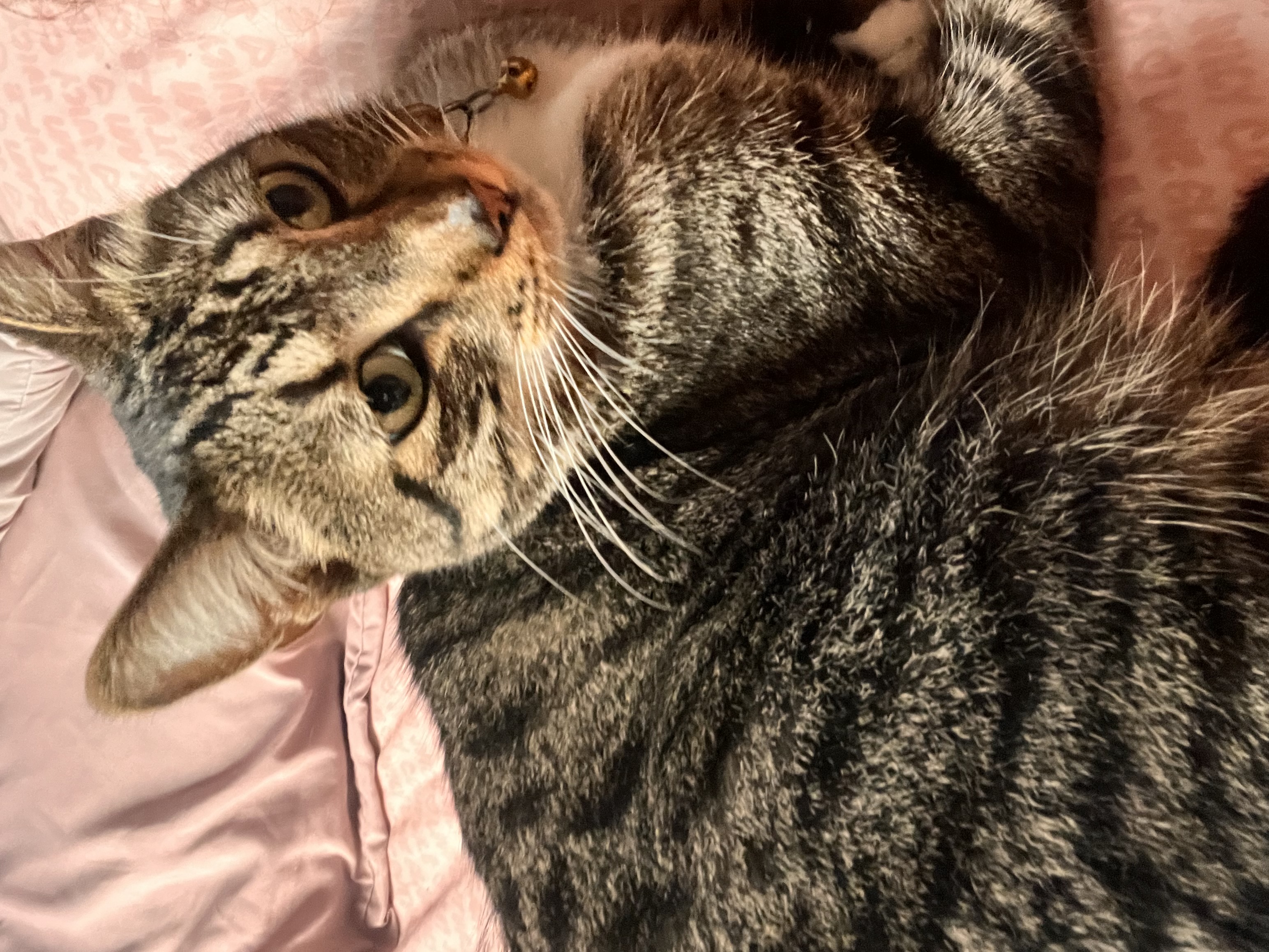 Foto de Botitas con microchip 990000014163097