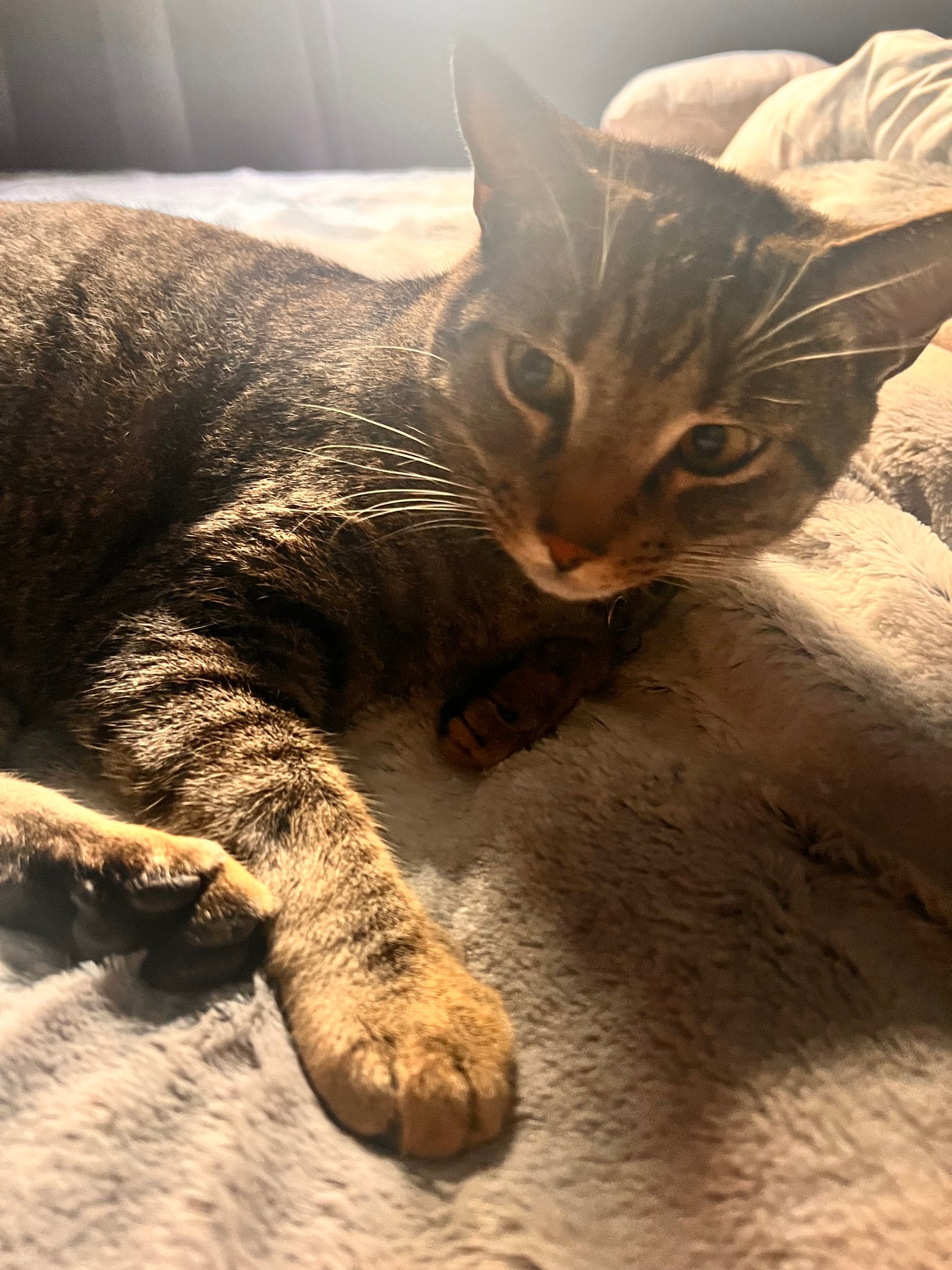 Foto de Panchito con microchip 990000014162309