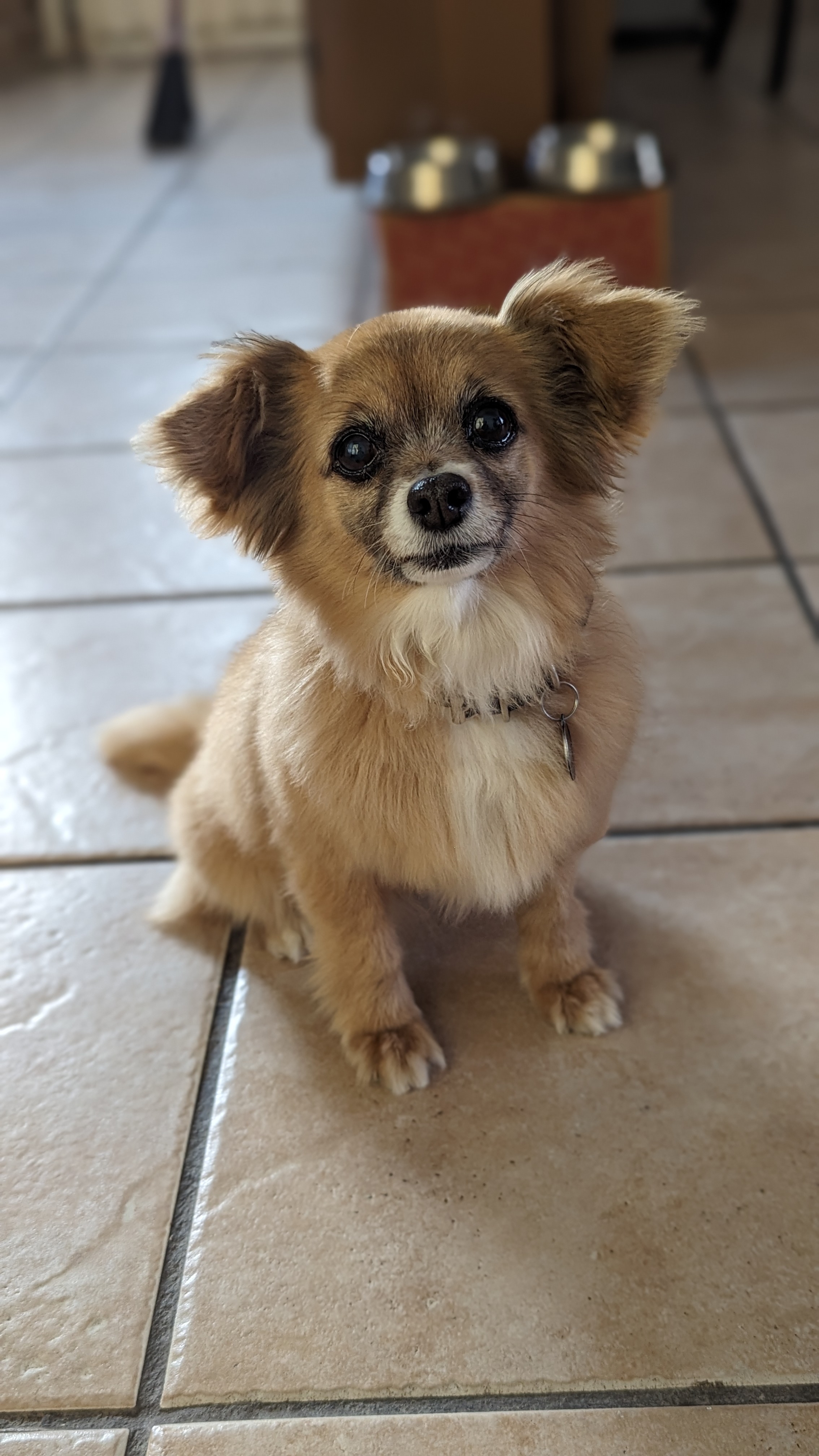 Foto de Videl con microchip 990000014109118