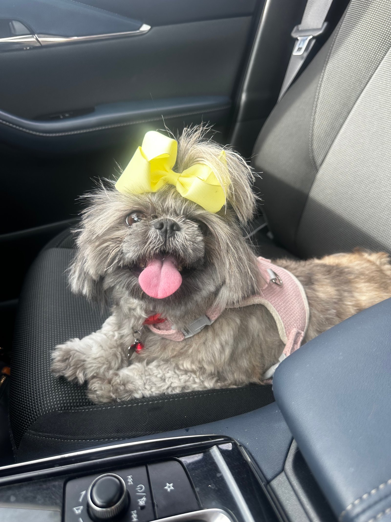 Foto de Fyona con microchip 990000012838881