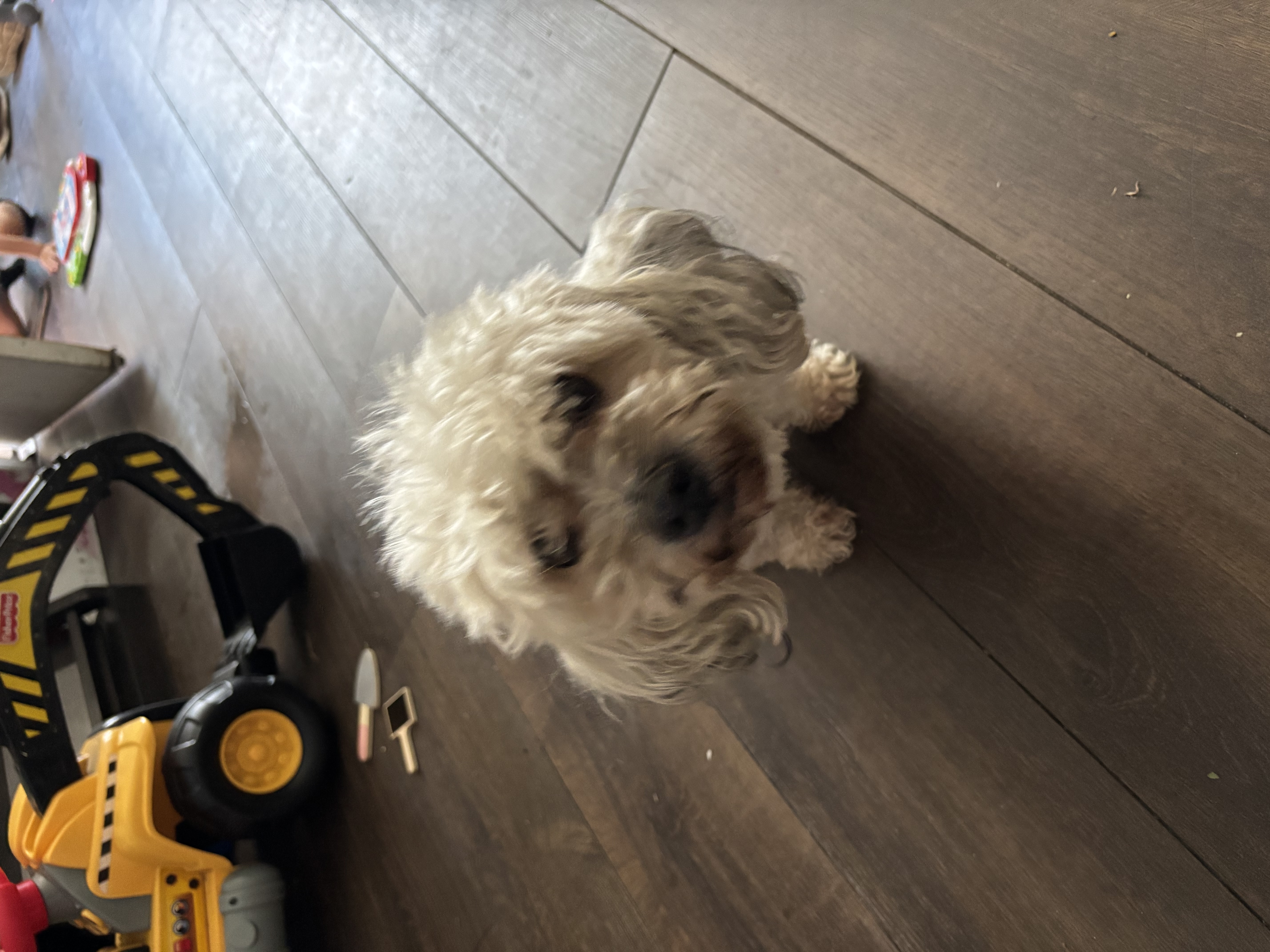 Foto de Chema con microchip 990000012843132