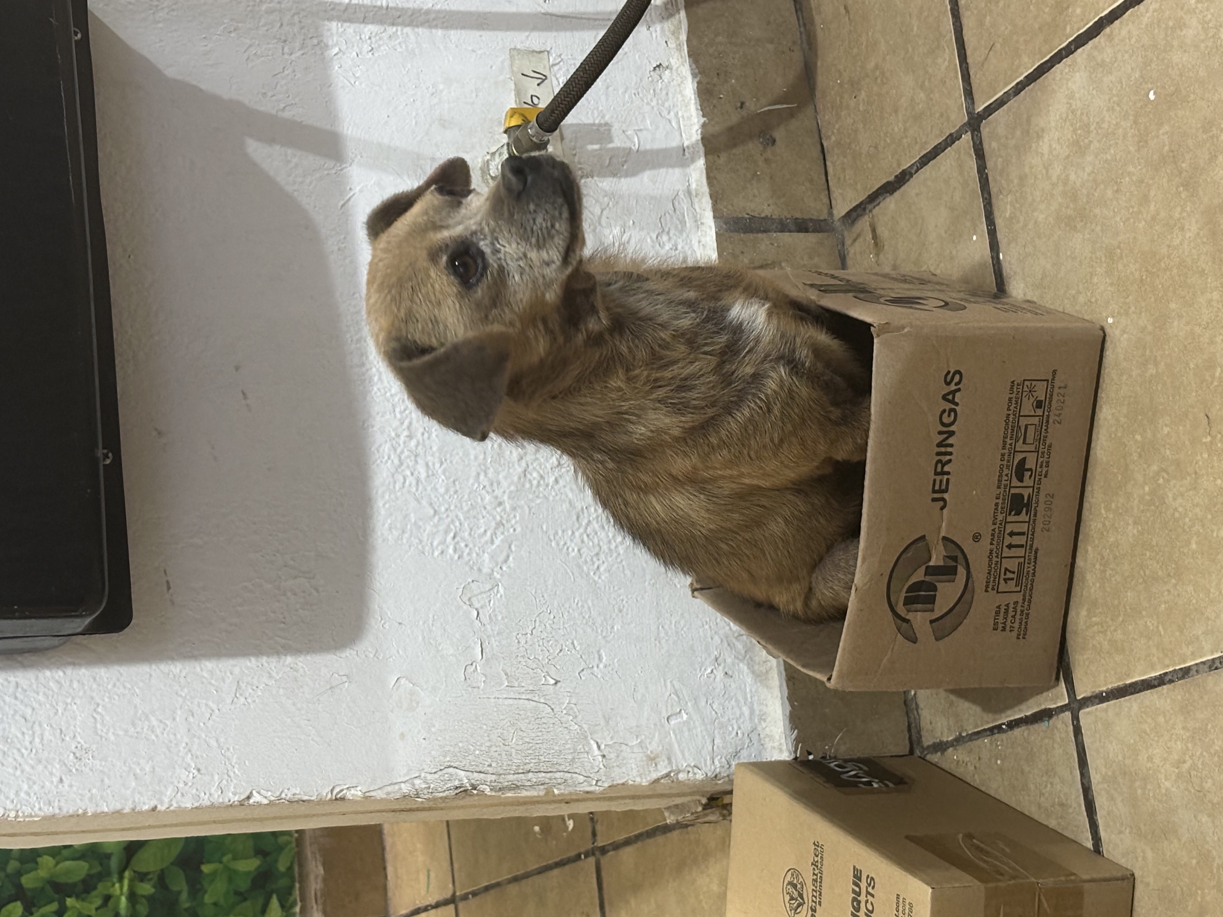 Foto de Pancha con microchip 911002001620955