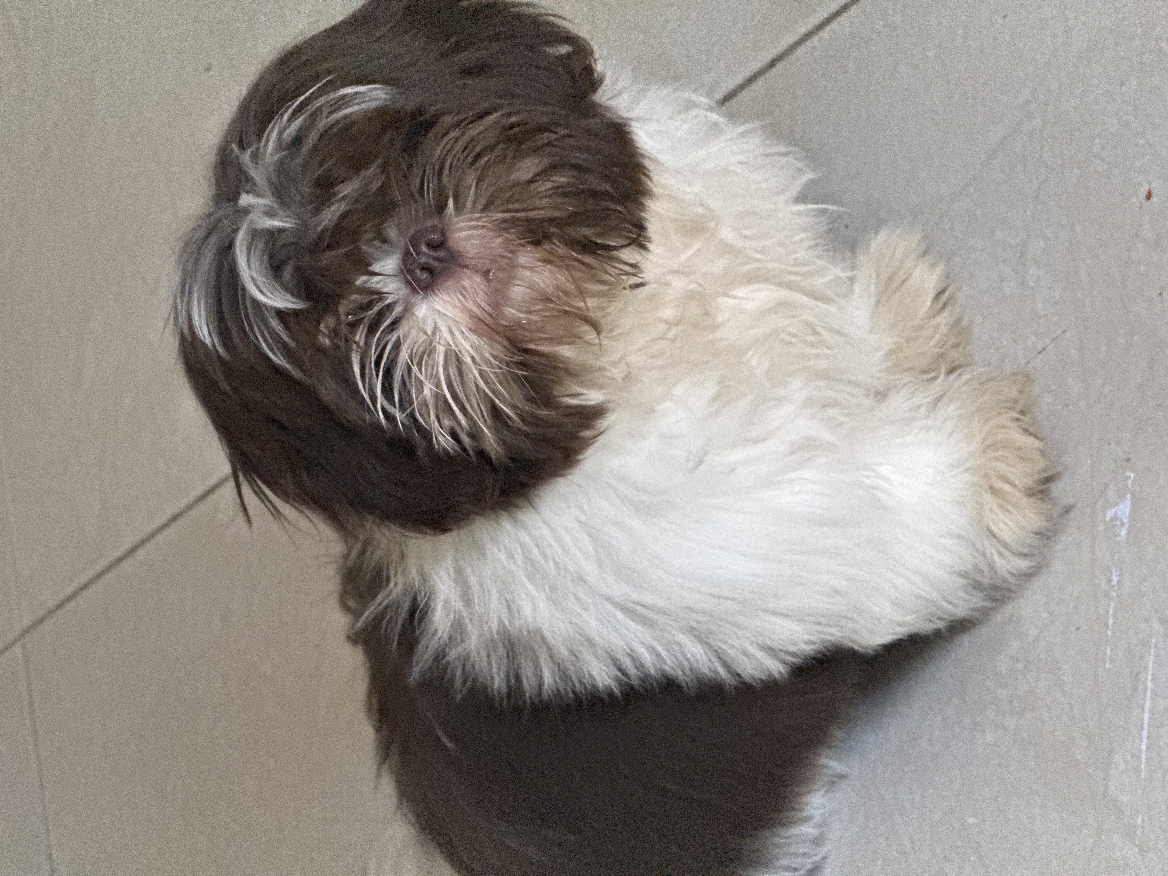 Foto de Bingo con microchip 990000012840562