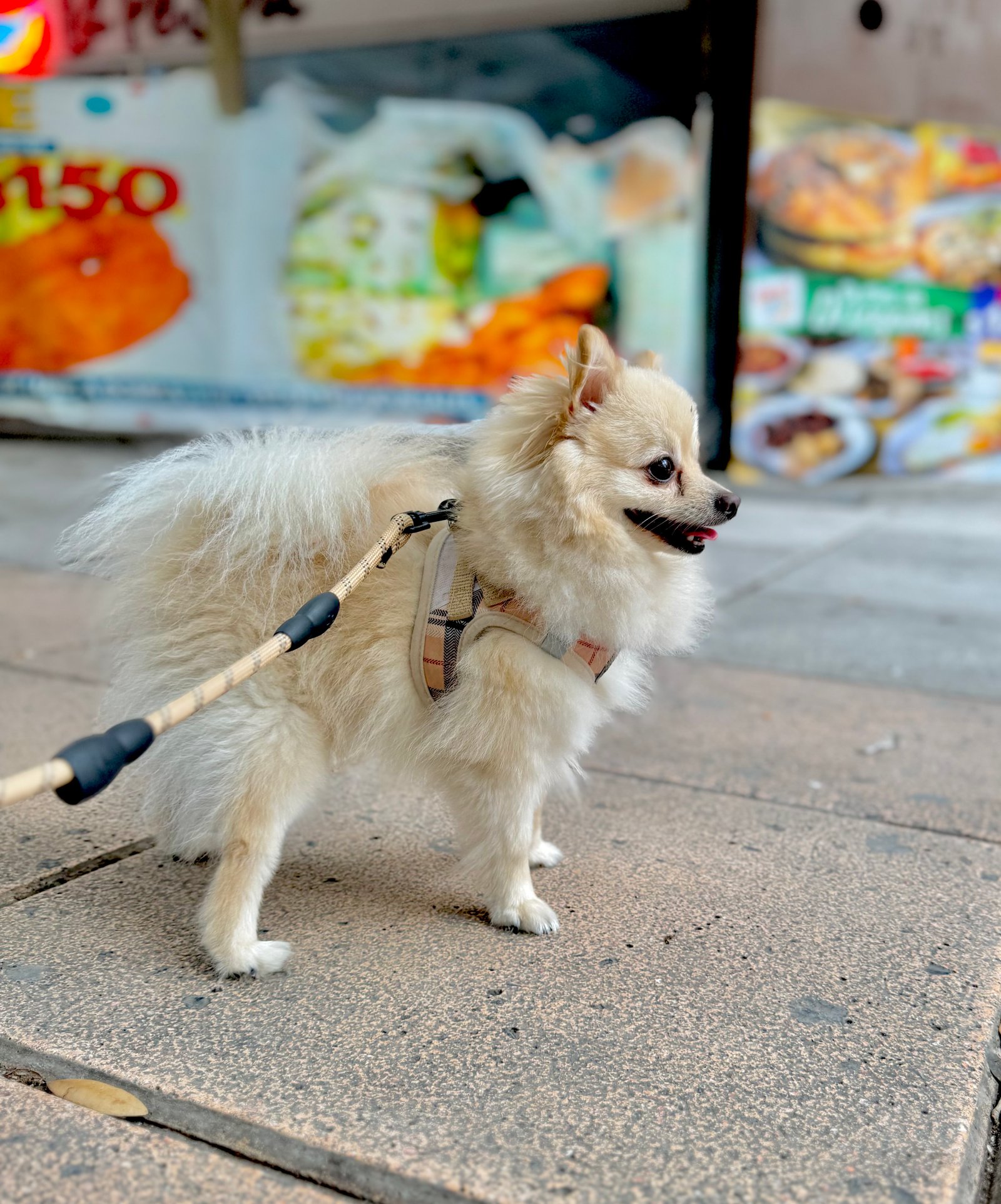 Foto de Nico con microchip 990000012843692