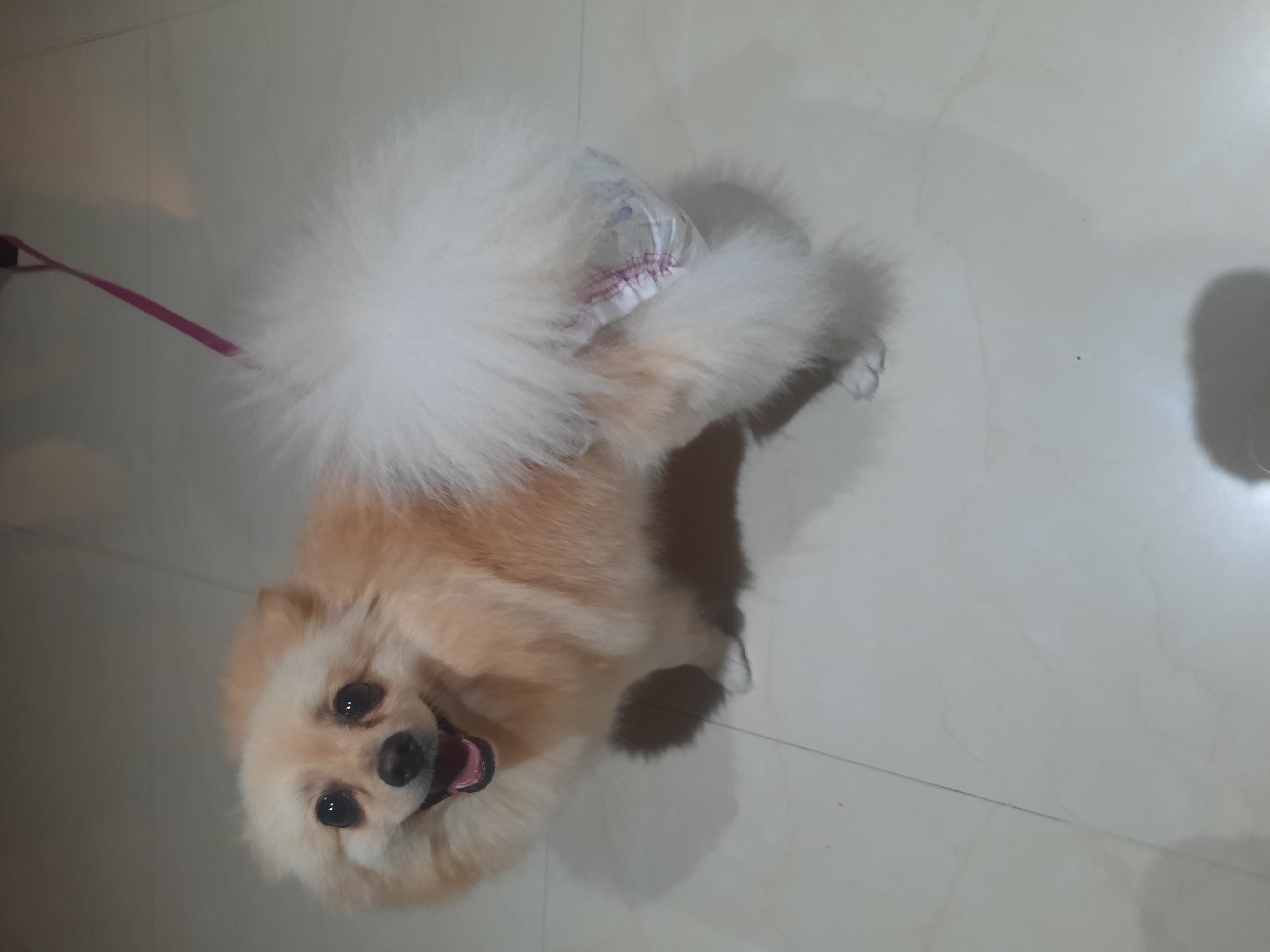 Foto de Cloe Martínez Martínez con microchip 990000012837413