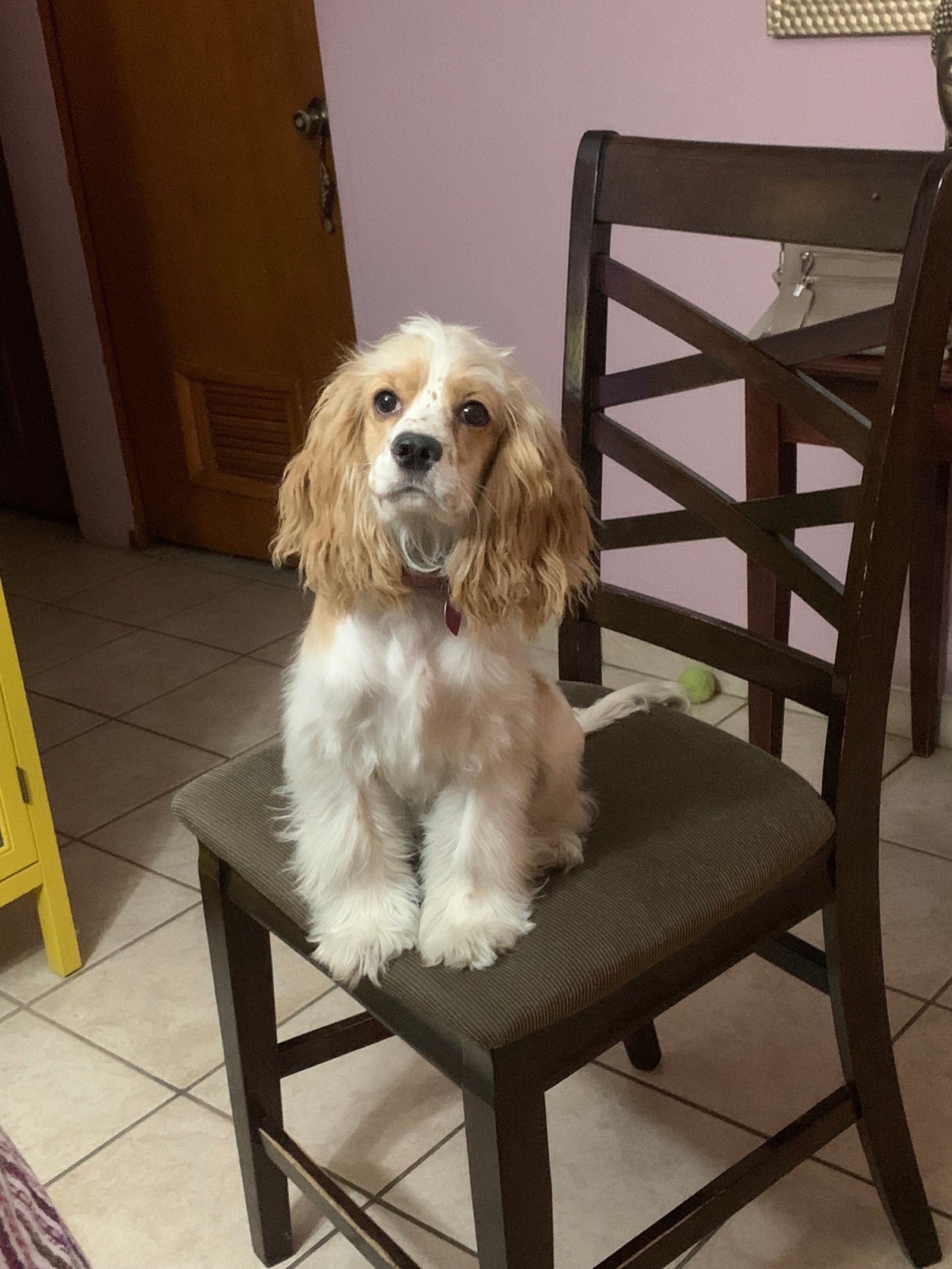 Foto de FLAVIA con microchip 995555512824973