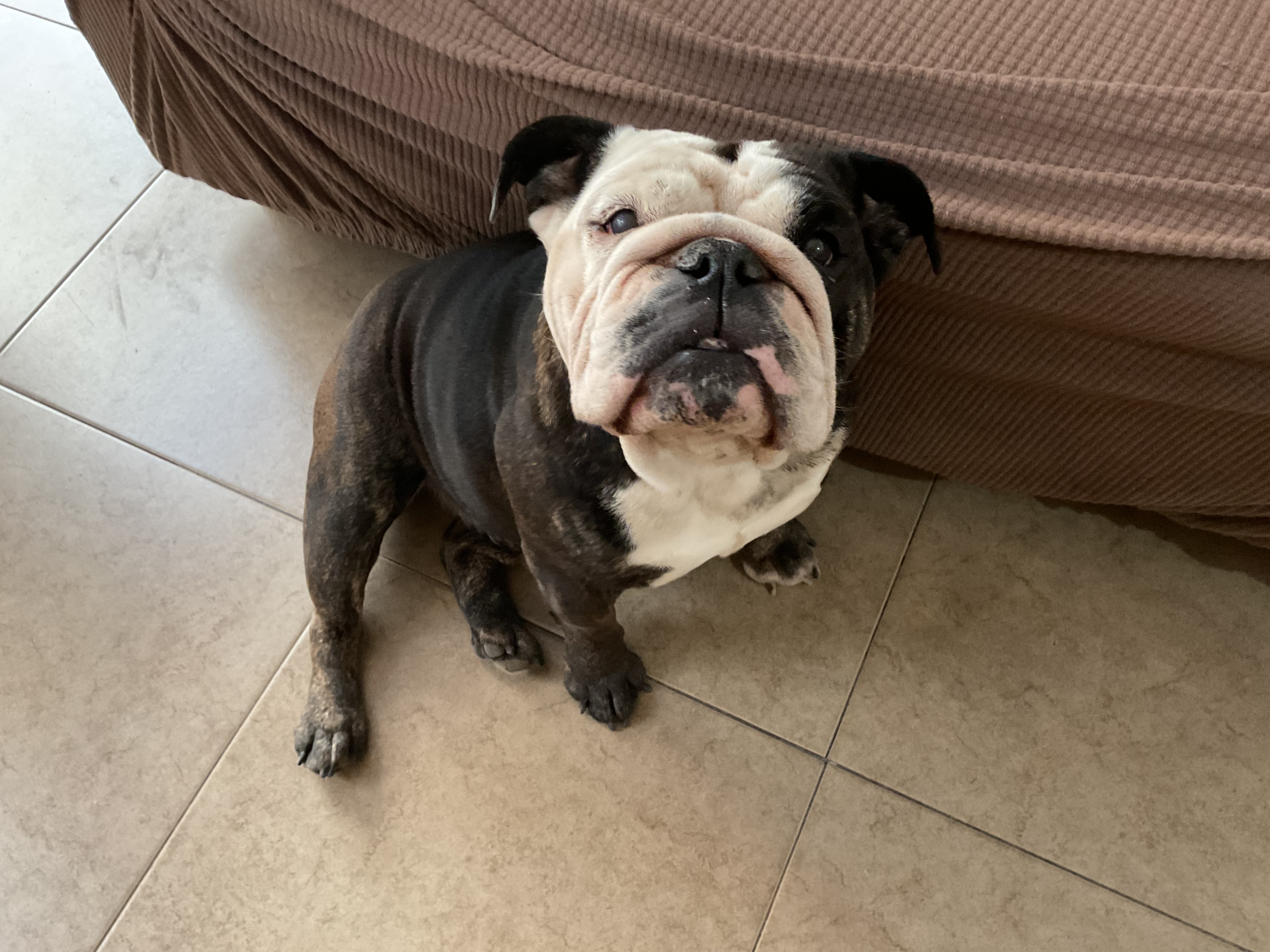 Foto de Titi con microchip 990000012843910